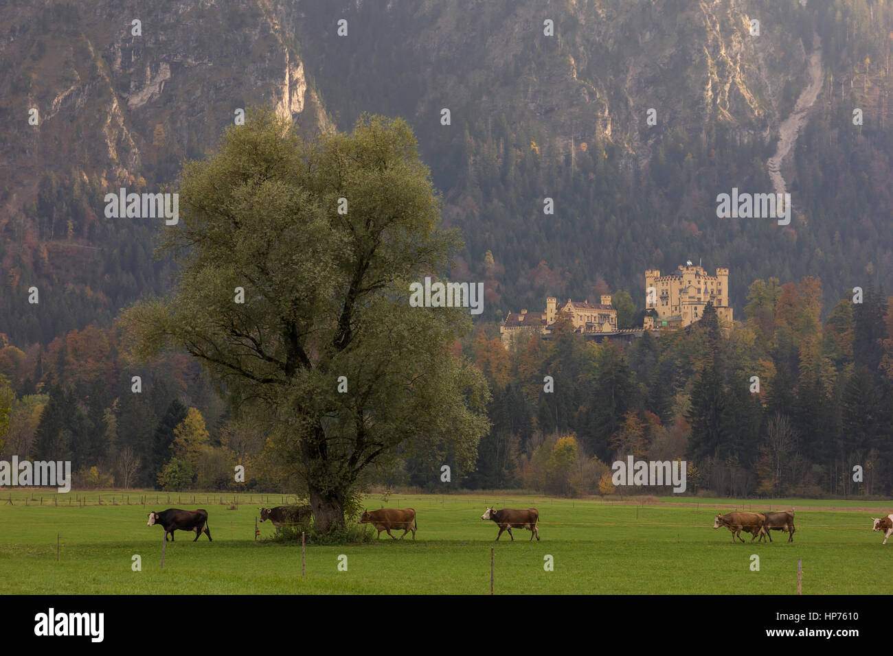 Schloss Hohenschwangau Stockfoto