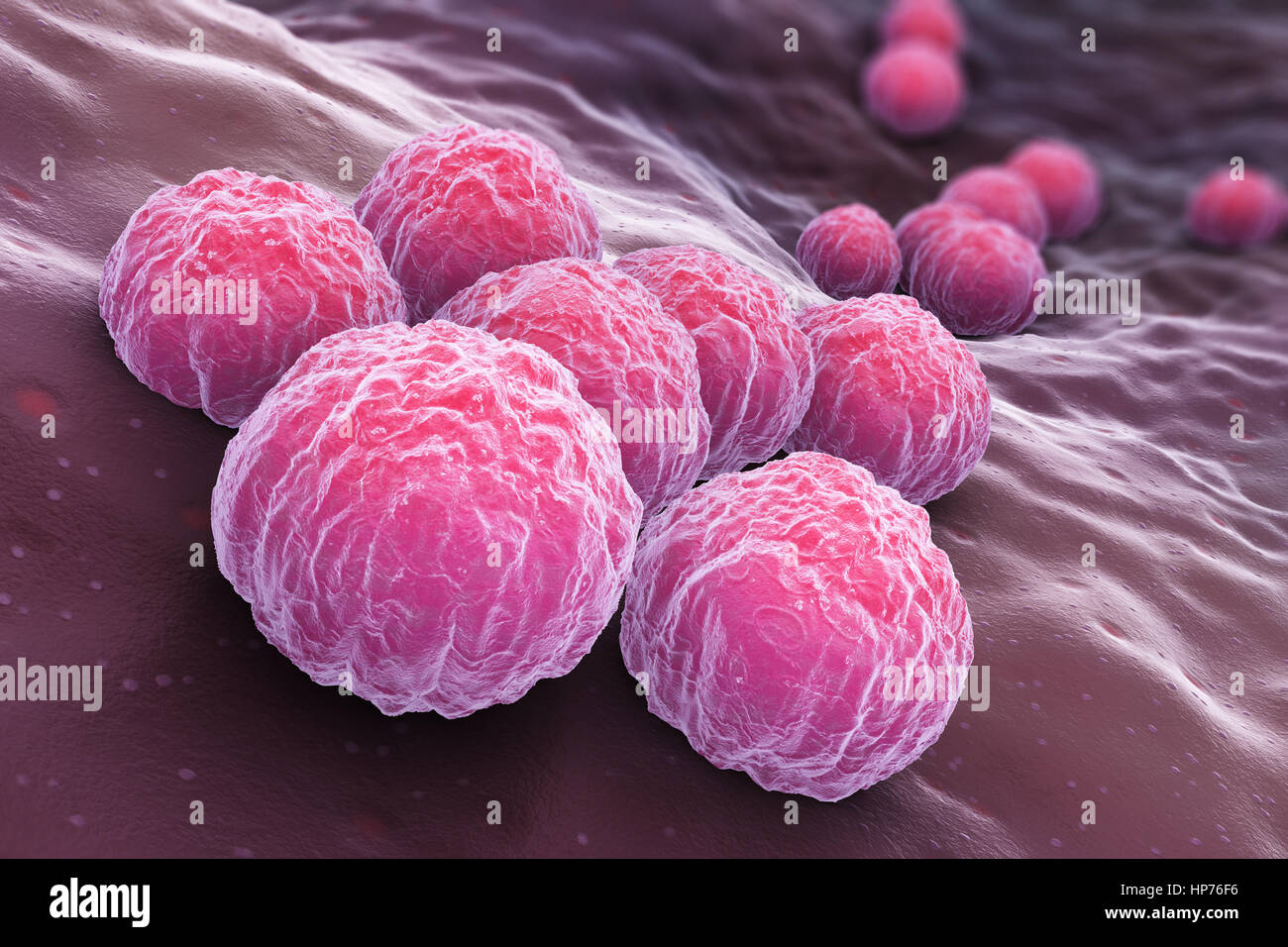 Chlamydia Trachomatis, ein obligat intrazelluläre menschlichen