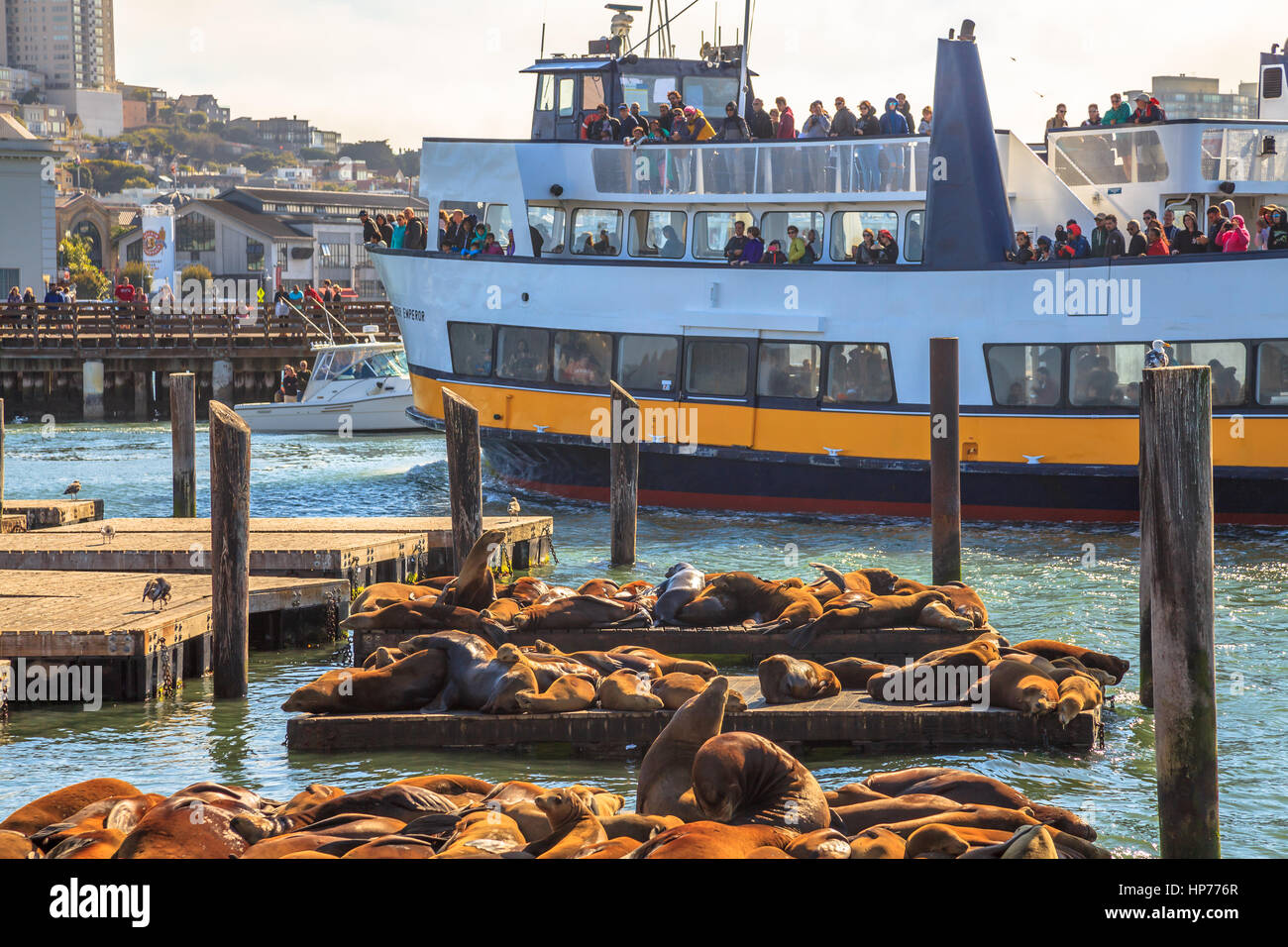 San Francisco, California, Vereinigte Staaten von Amerika - 14. August 2016: Touristenboot am Pier 39. Touristen, die Seelöwen-Kolonie, eine beliebte touristische Attraktion o Stockfoto