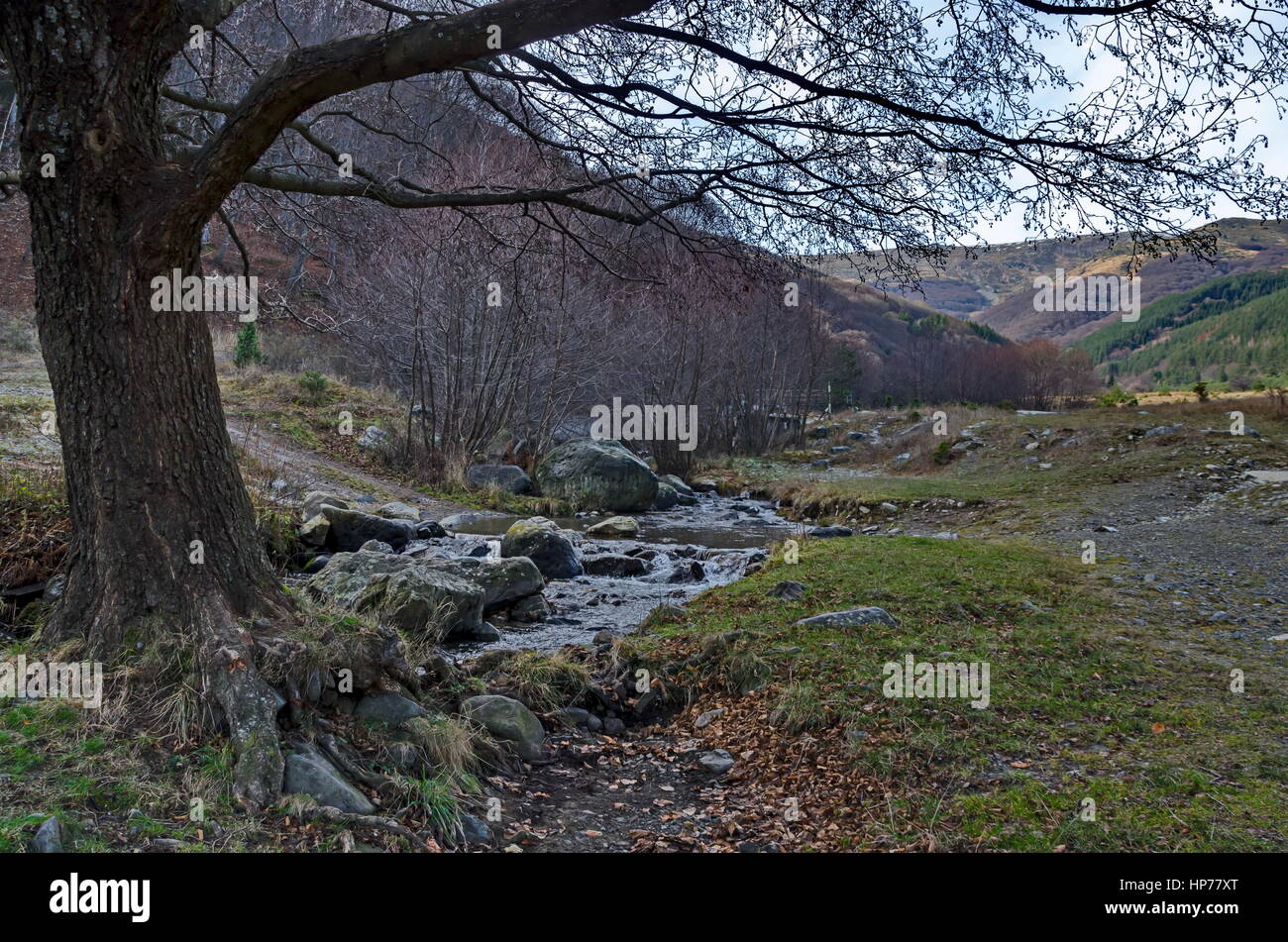 Schöne Bewegung verwischt Stream Wasserlandschaft in den Winterwald nah auf Vitosha Berg, Bulgarien Stockfoto