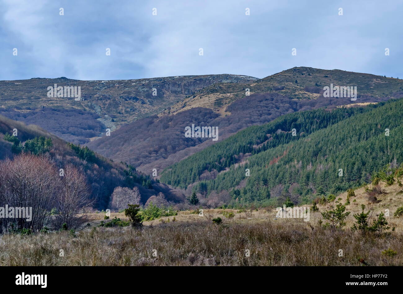 Panorama der Lichtung und späten Herbst Wald im Vitosha Berg, Bulgarien Stockfoto