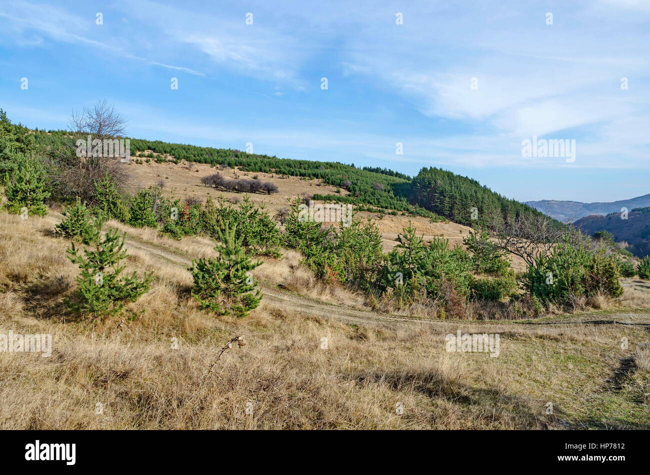 Panorama der Lichtung und späten Herbst Wald im Vitosha Berg, Bulgarien Stockfoto