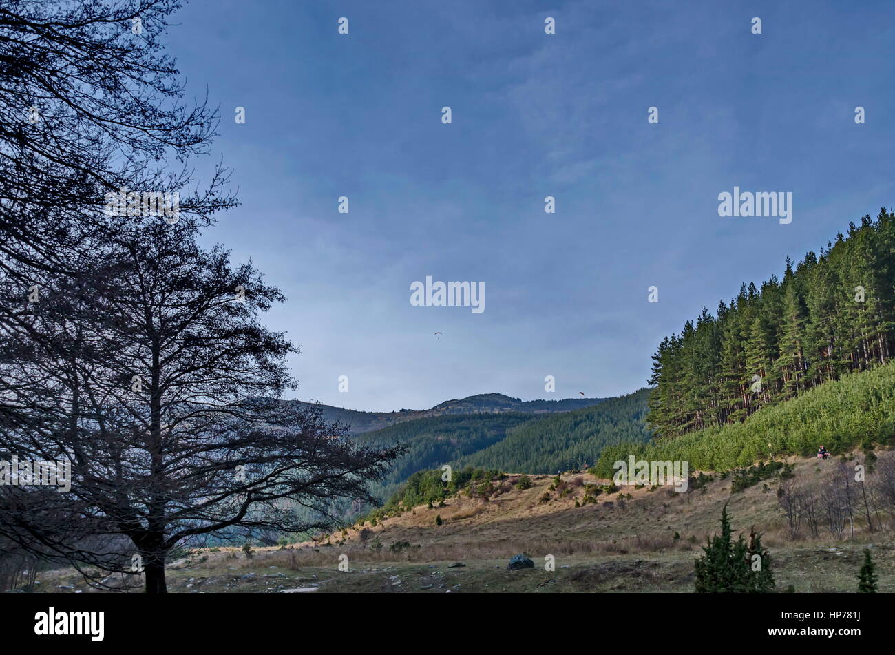 Panorama der Lichtung und späten Herbst Wald im Vitosha Berg, Bulgarien Stockfoto