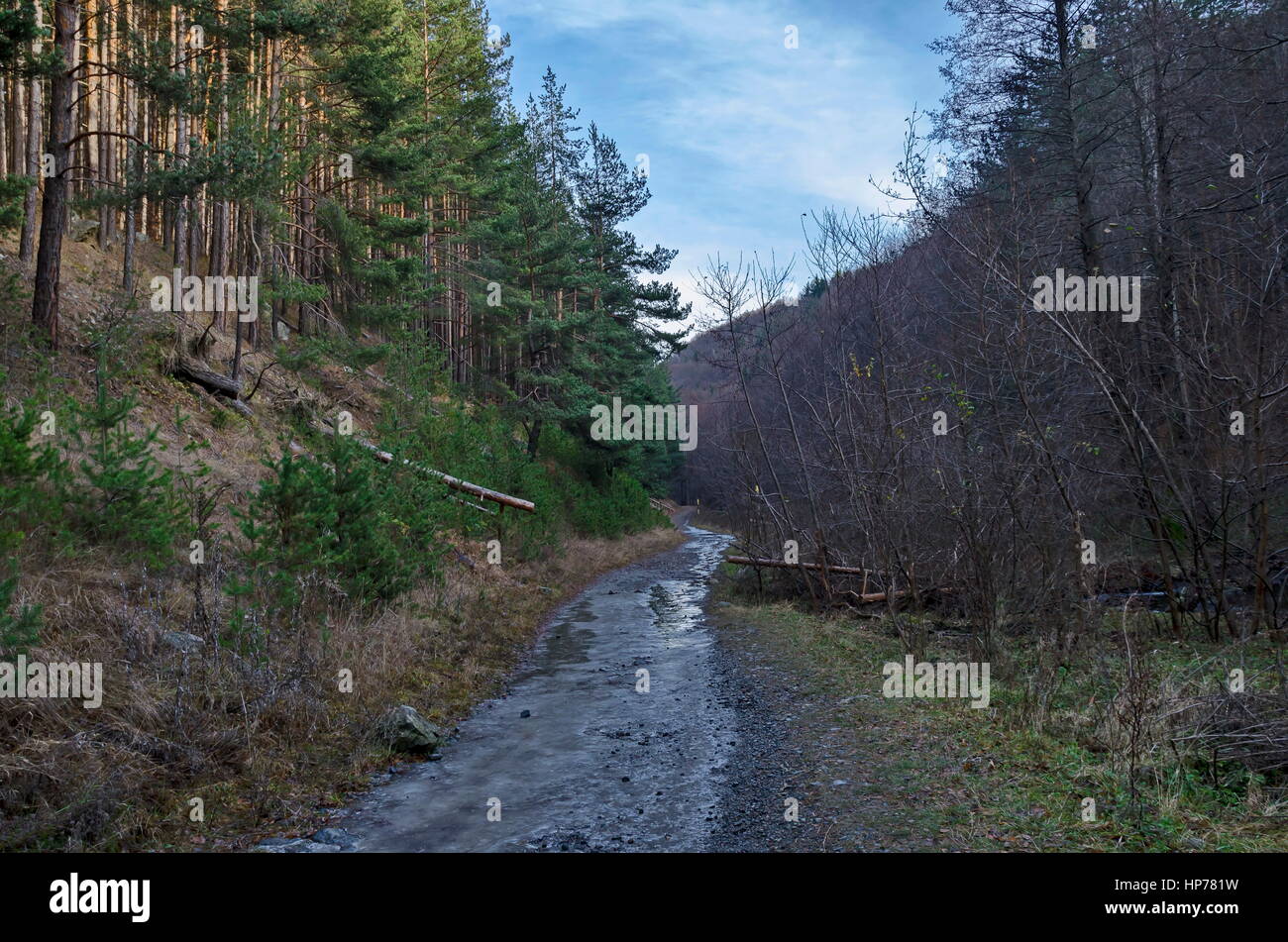 Panorama der ökologischen gefrorenen Weg durch Winterwald, Vitosha Berg, Bulgarien Stockfoto