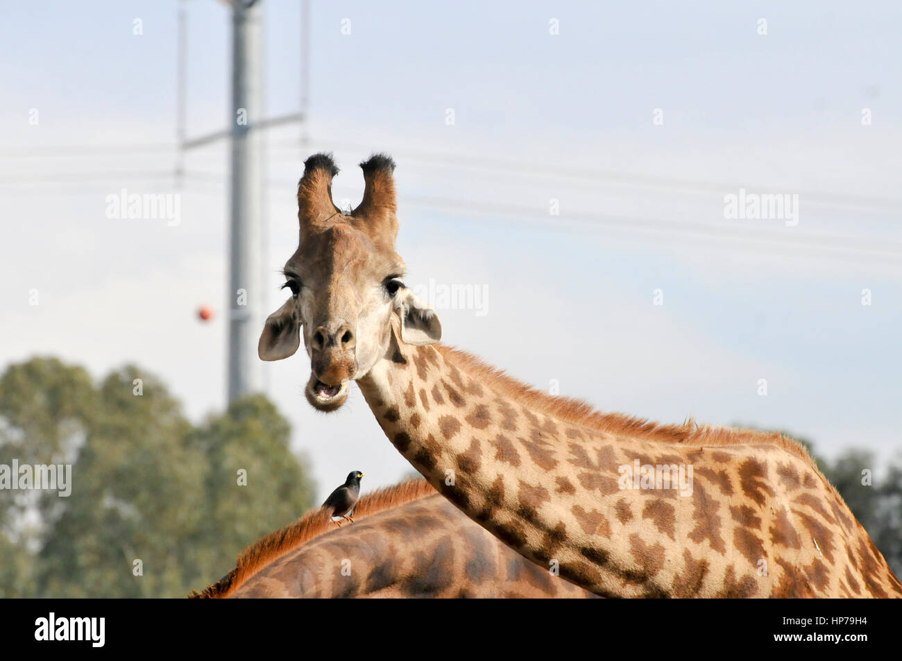 Porträt einer Giraffe Stockfoto