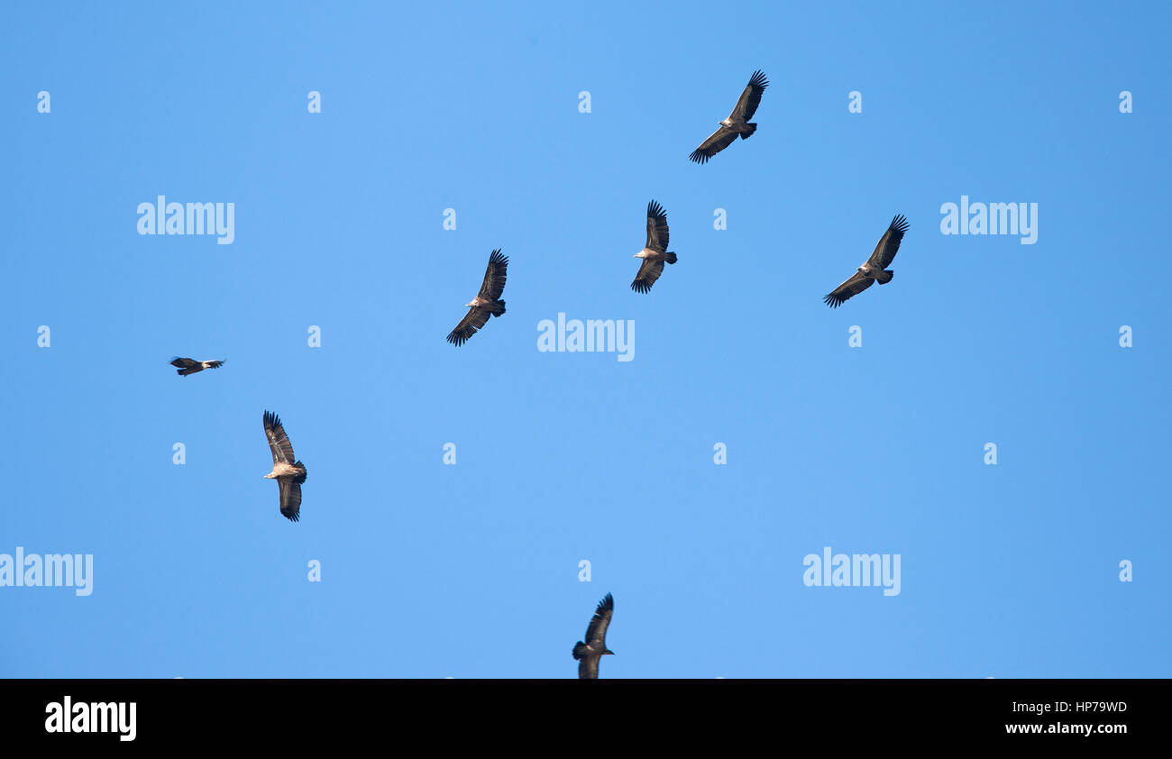 Griffon Geier abgeschottet Fulvus Kreisen über AAS Tarifa Andalusien Spanien Stockfoto