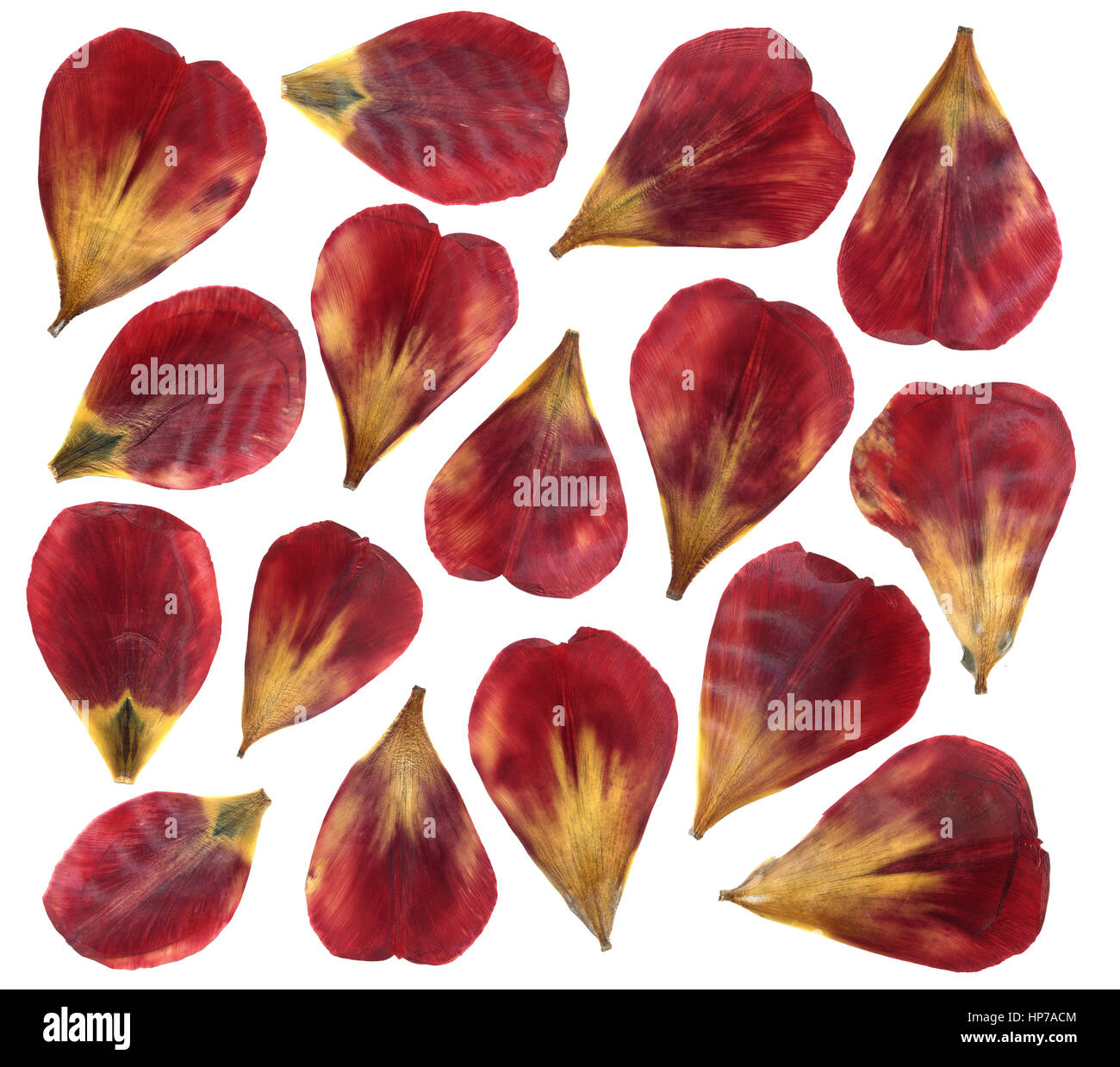 Getrockneten und gepressten Blütenblättern Tulpe Blume. Isoliert auf weißem Hintergrund. Für den Einsatz in Scrapbooking oder Herbarium. Rote und gelbe Blütenblätter. Stockfoto