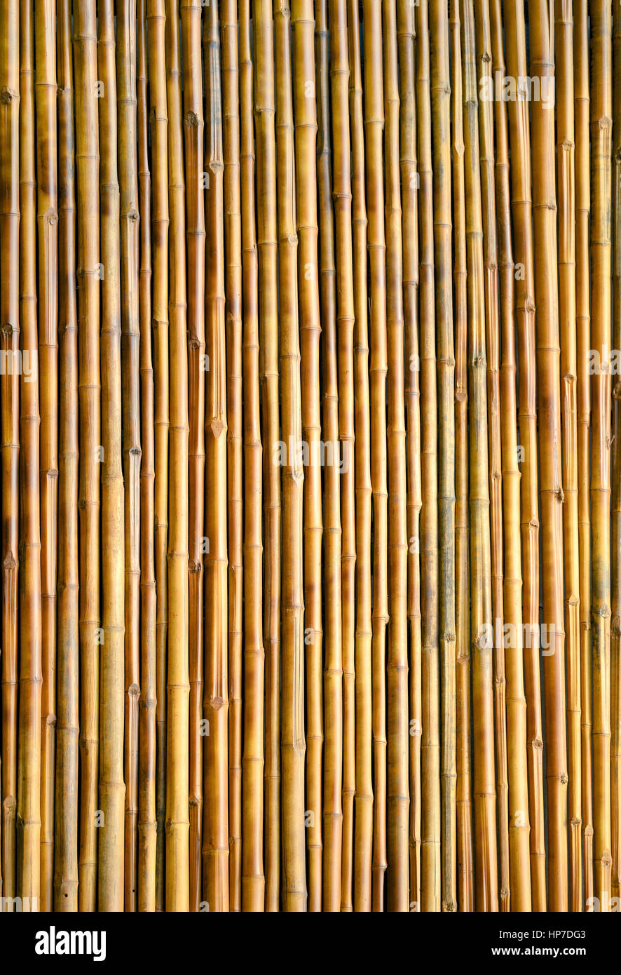 trockenen Bambus Wand Textur Hintergrund Stockfoto