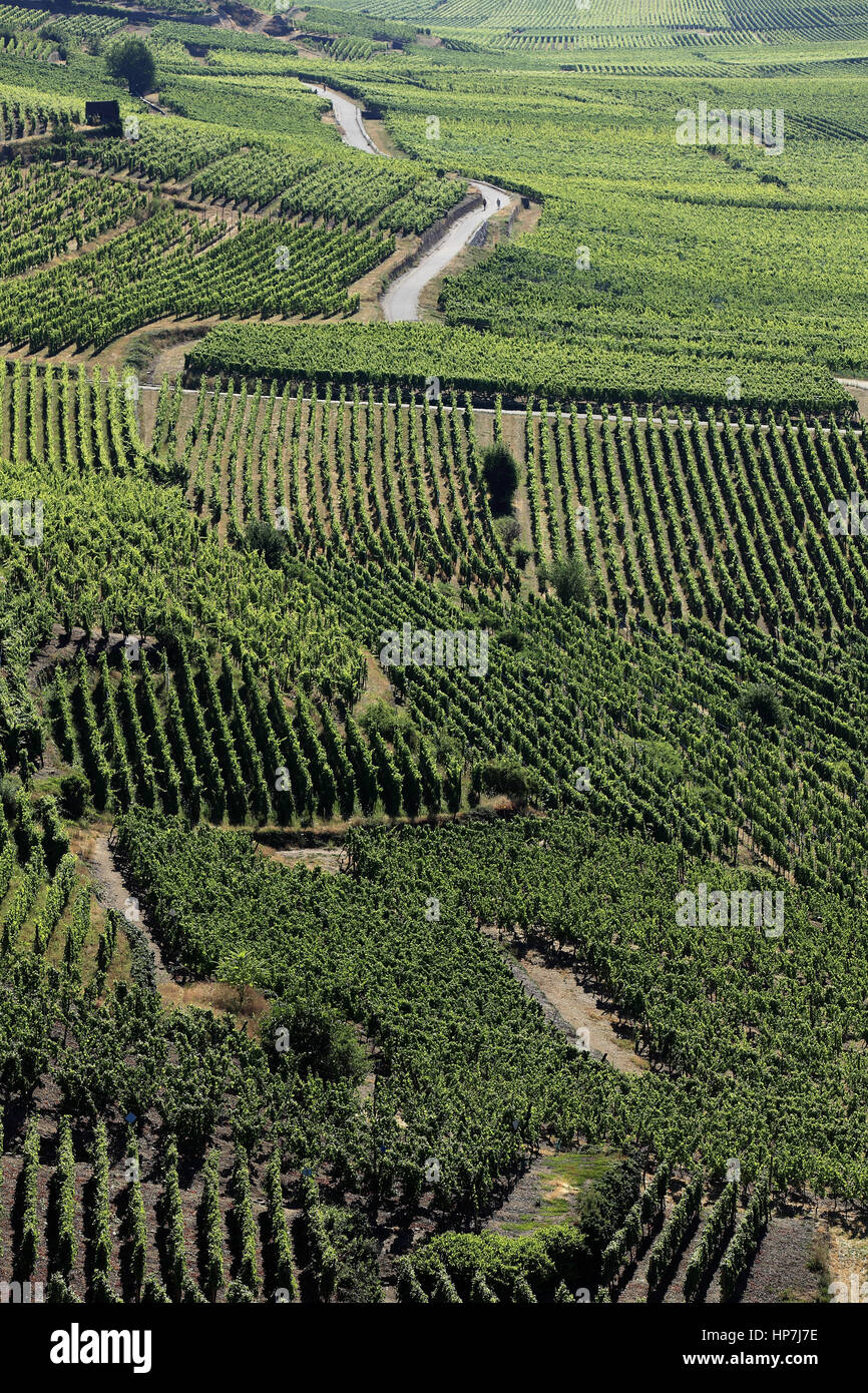 Vue Aérienne Sur le Vignoble Autour du Dorf. Kaysersberg.  F 68 Stockfoto