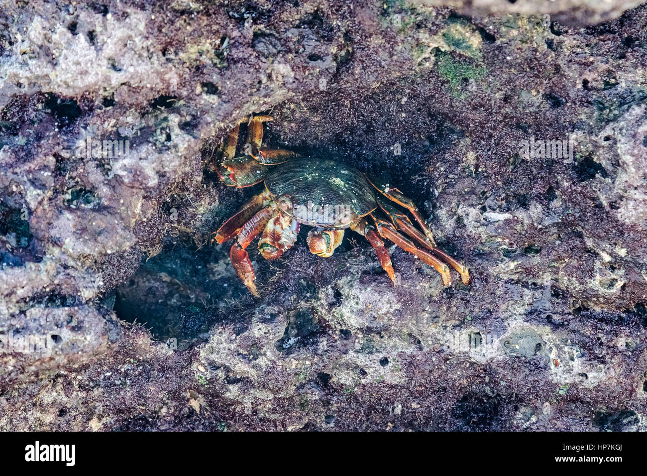 Krabbe am weißen Strand in Oman, Naher Osten, Asien Stockfoto