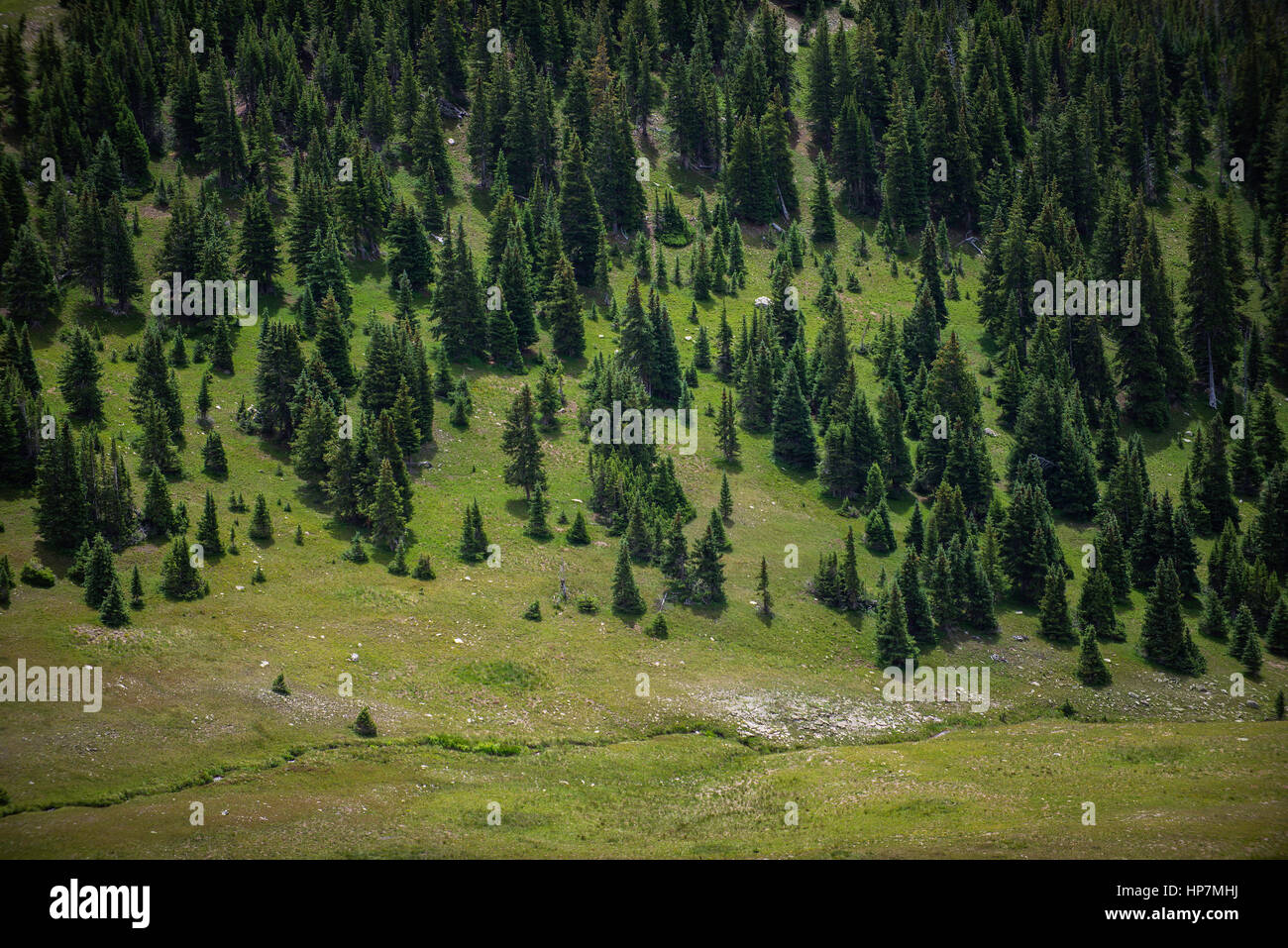 Baumgrenze, Rocky Mountain Nationalpark, Colorado Stockfoto