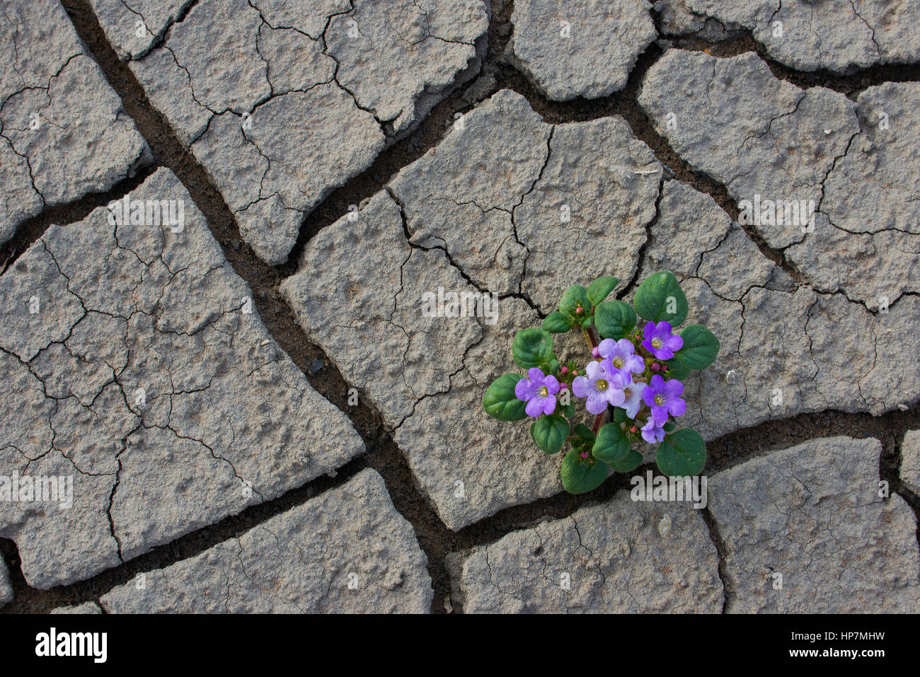 Spröde Phacelia (Phacelia Demissa) blühen, geknackt wächst im Schlamm, San Rafael Swell, Utah, USA Stockfoto