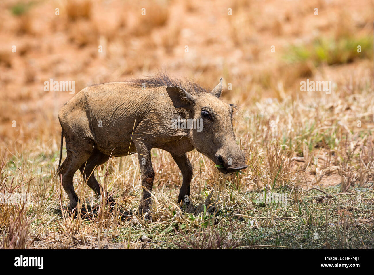 Junge gemeinsame Warzenschwein, Phacochoerus Africanus, Okonjima, Namibia, Afrika, von Monika Hrdinova/Dembinsky Foto Assoc Stockfoto