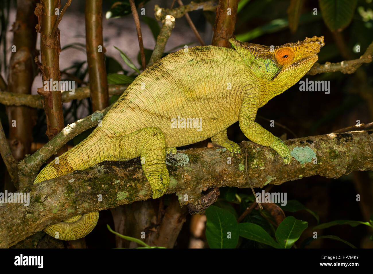 Parson's Chamäleon (männlich), Calumma parsonii, Peyreiras Reptile Park, Madagaskar, von Monika Hrdinova/Dembinsky Foto Assoc Stockfoto