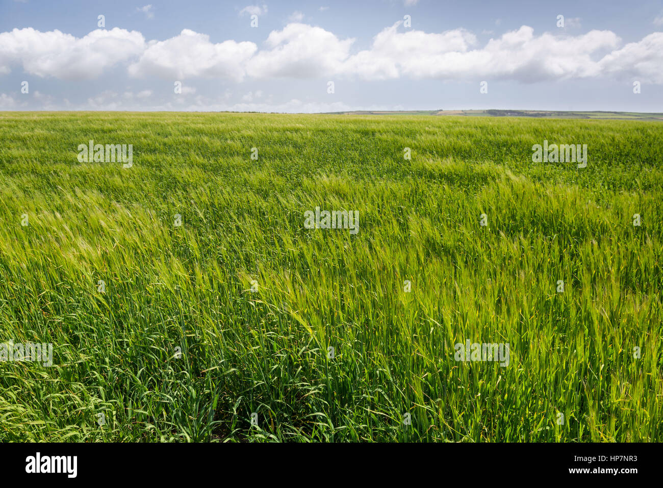 Reiche grüne Wiese mit weißen Wolken Stockfoto