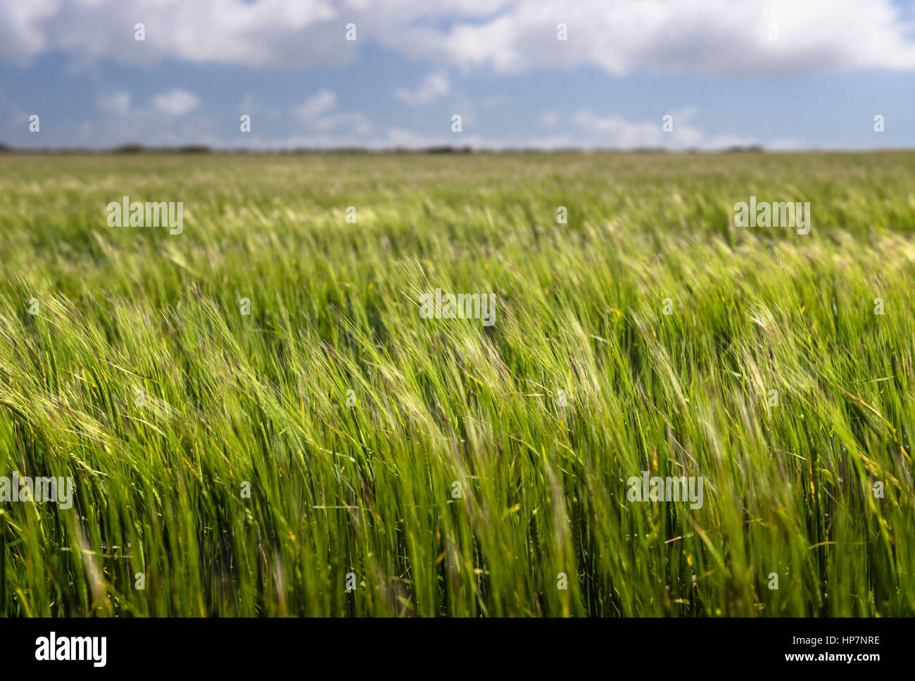 Reiche grüne Wiese mit weißen Wolken und geringe Schärfentiefe Stockfoto