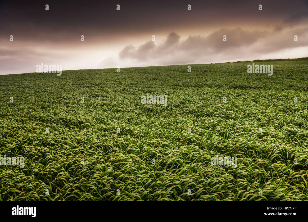 Reiche grüne Wiese mit dramatische Wolken Stockfoto
