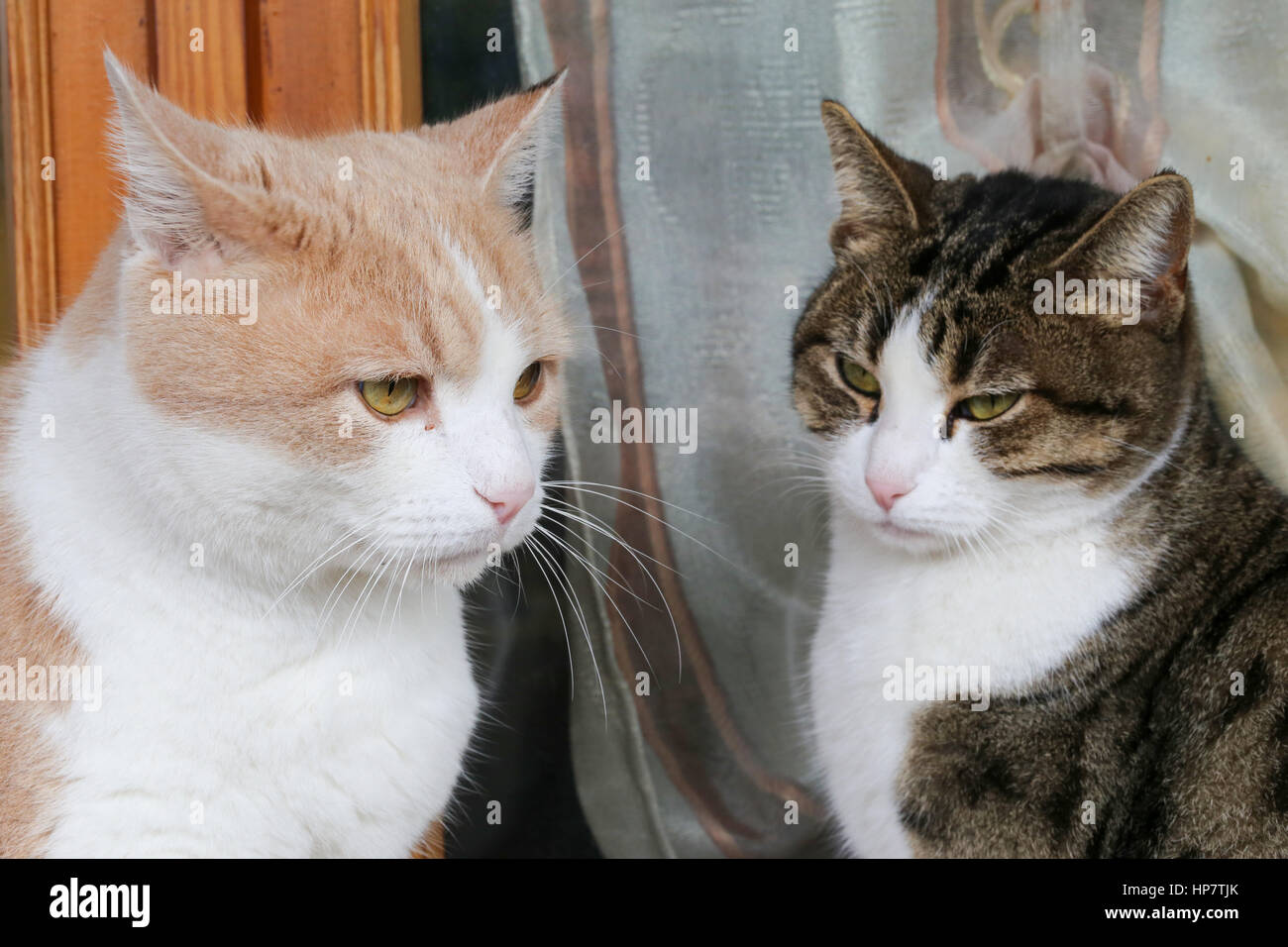 Porträt von zwei Katzen am Fenster zu Hause. Haustiere, weiß beige/rot und weiß grau Katzen. Italien. Europa. Stockfoto