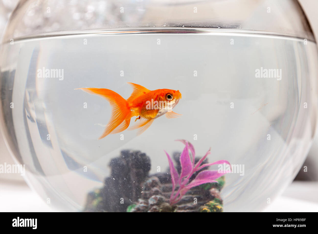 Goldfische im Aquarium, Nahaufnahme Stockfoto