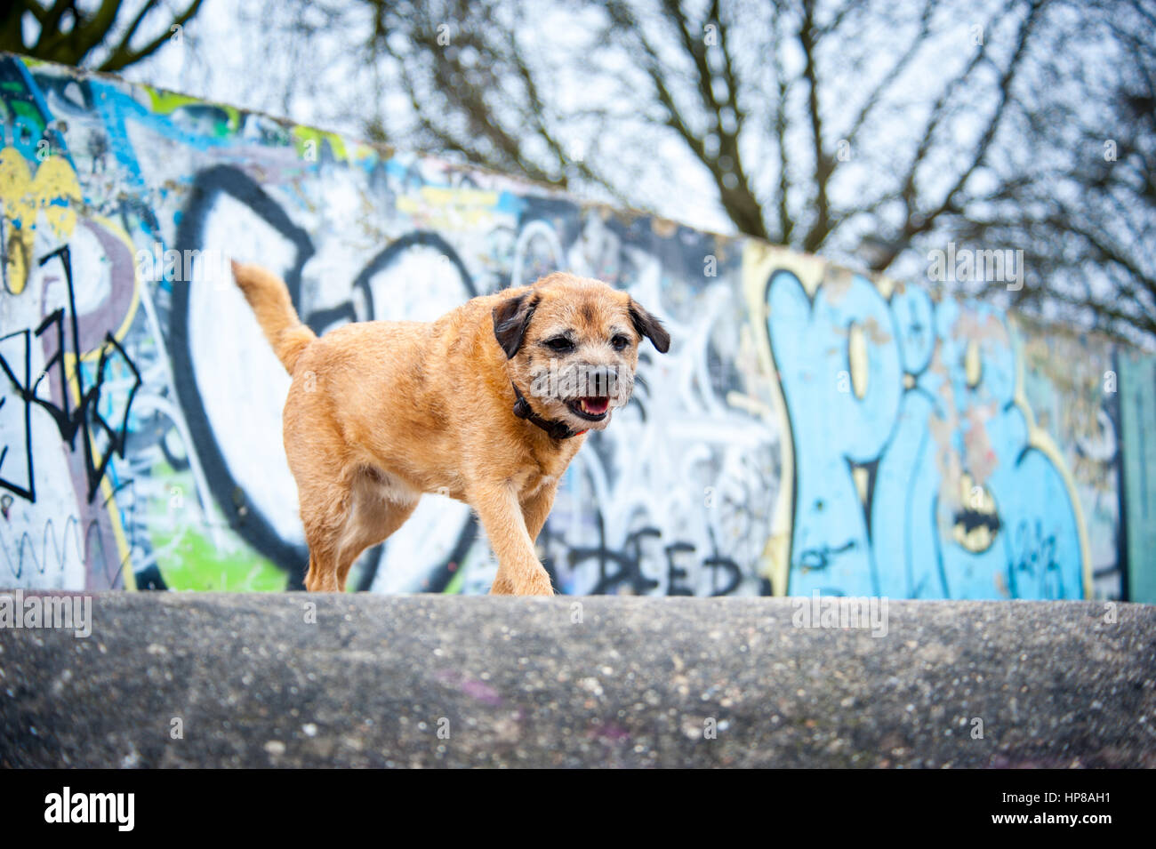 Ein Border Terrier außerhalb im Skatepark Stockfoto