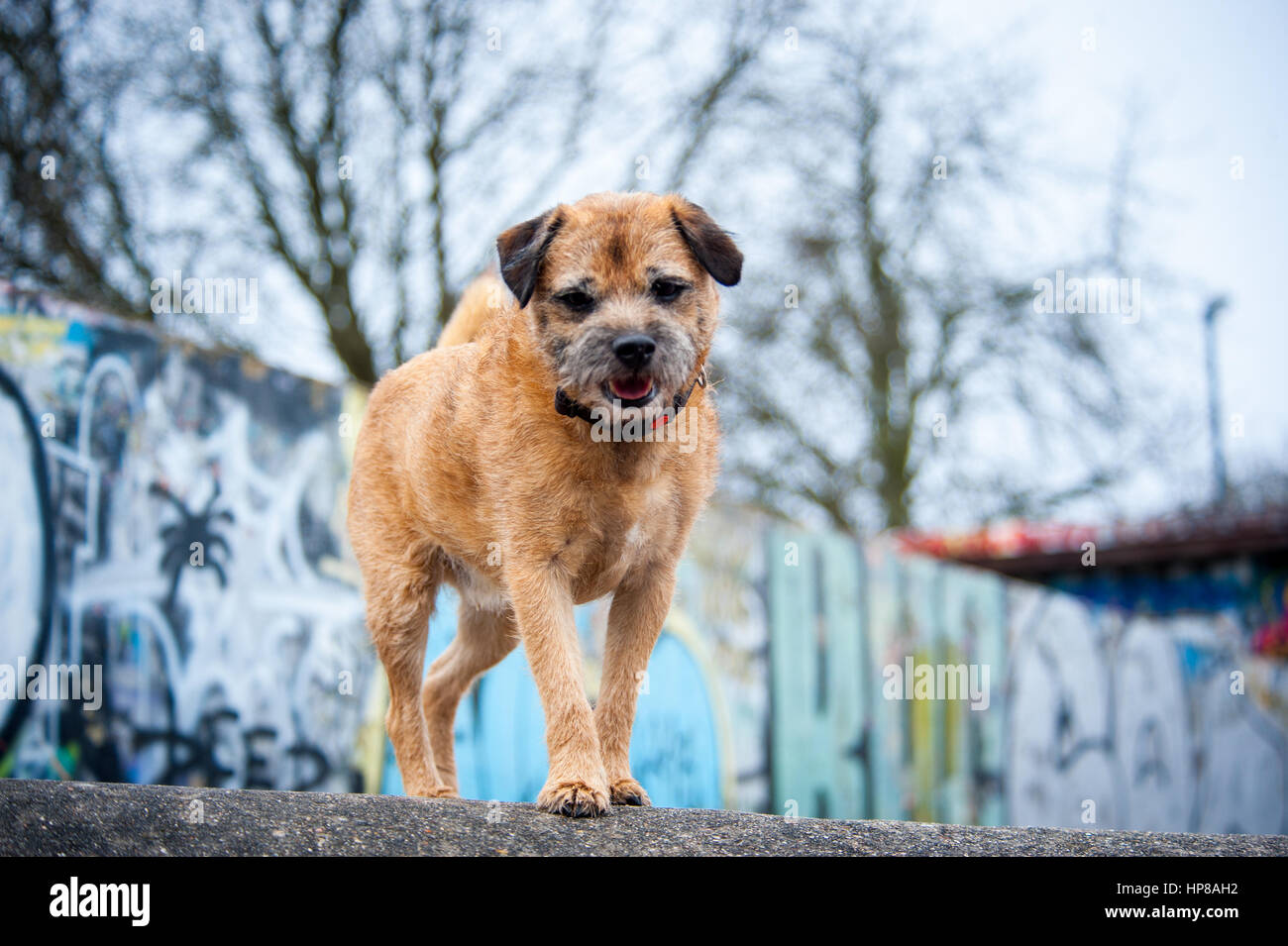 Ein Border Terrier außerhalb im Skatepark Stockfoto