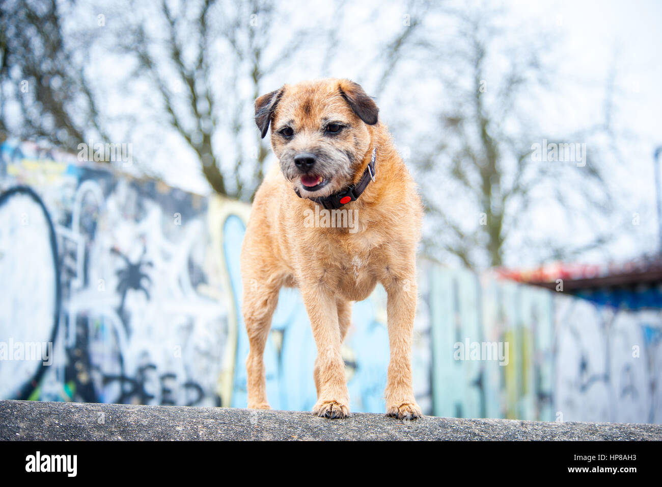 Ein Border Terrier außerhalb im Skatepark Stockfoto