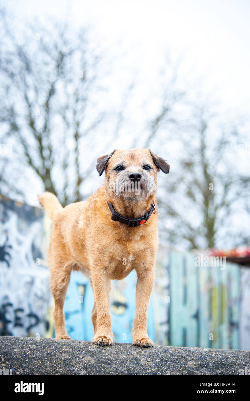 Ein Border Terrier außerhalb im Skatepark Stockfoto