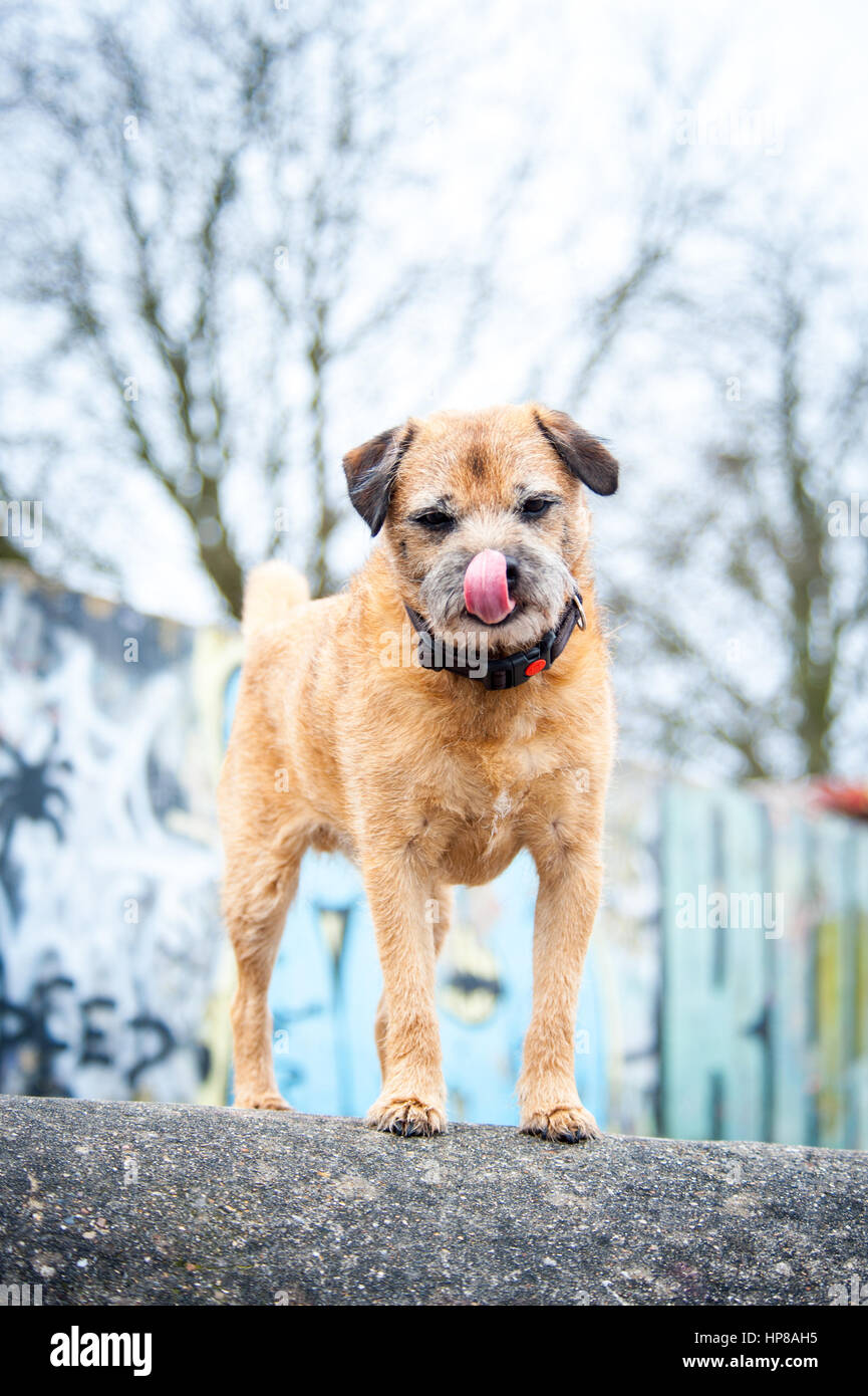 Ein Border Terrier außerhalb im Skatepark Stockfoto
