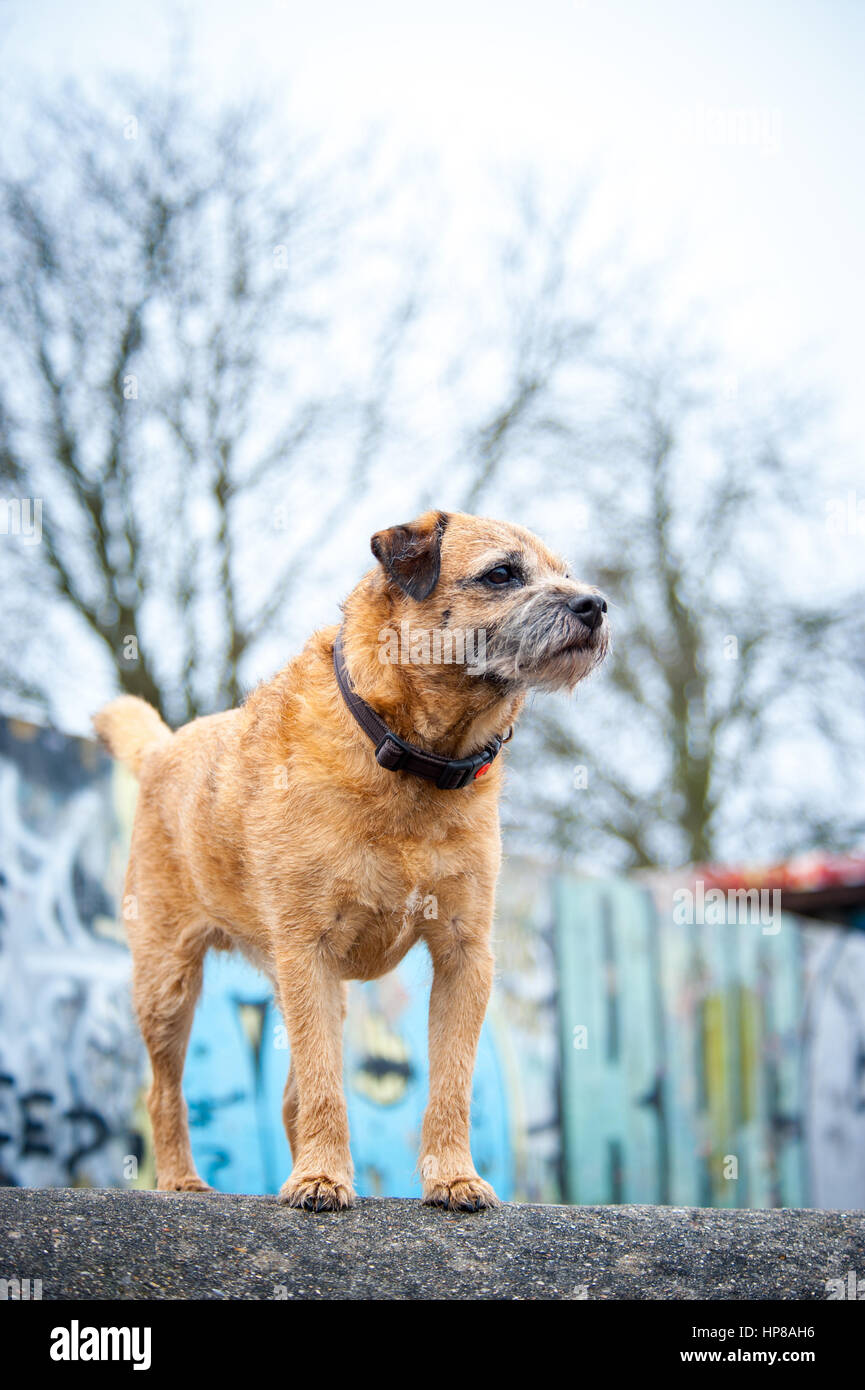 Ein Border Terrier außerhalb im Skatepark Stockfoto