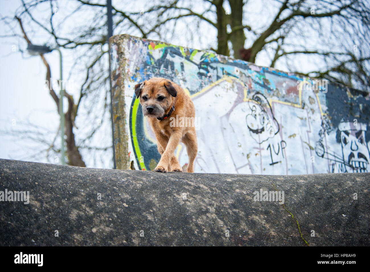 Ein Border Terrier außerhalb im Skatepark Stockfoto