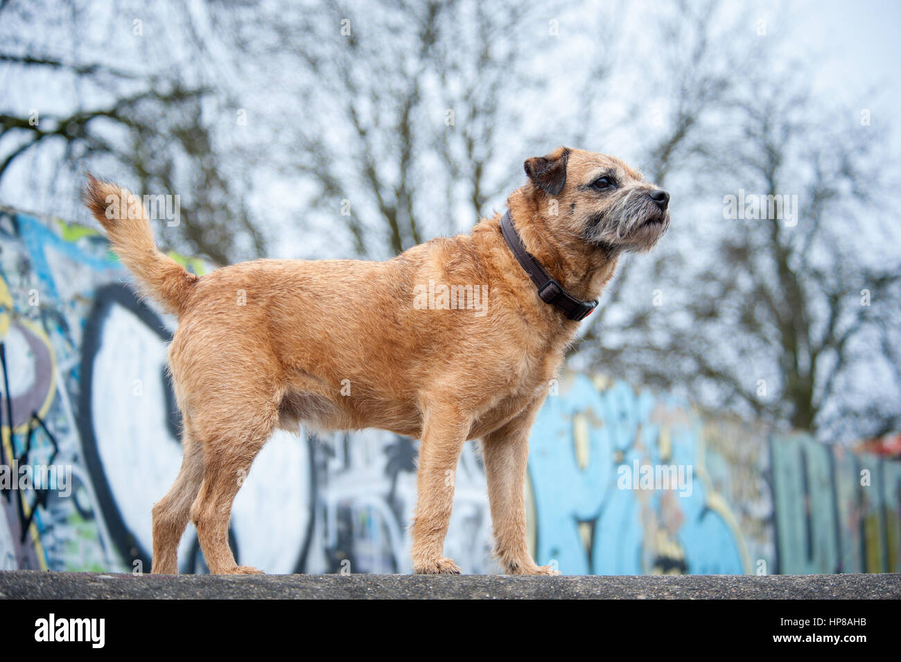 Ein Border Terrier außerhalb im Skatepark Stockfoto