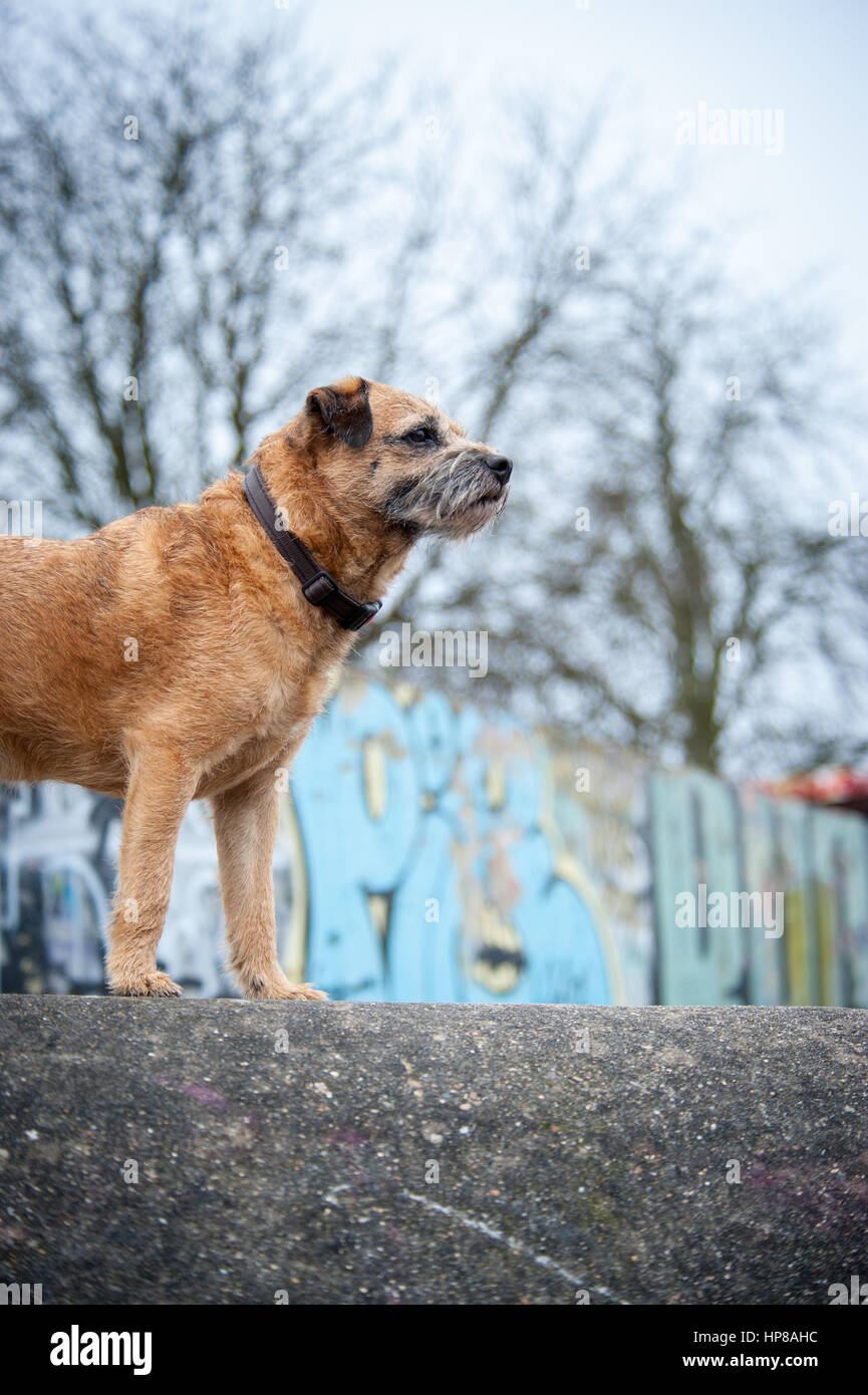 Ein Border Terrier außerhalb im Skatepark Stockfoto