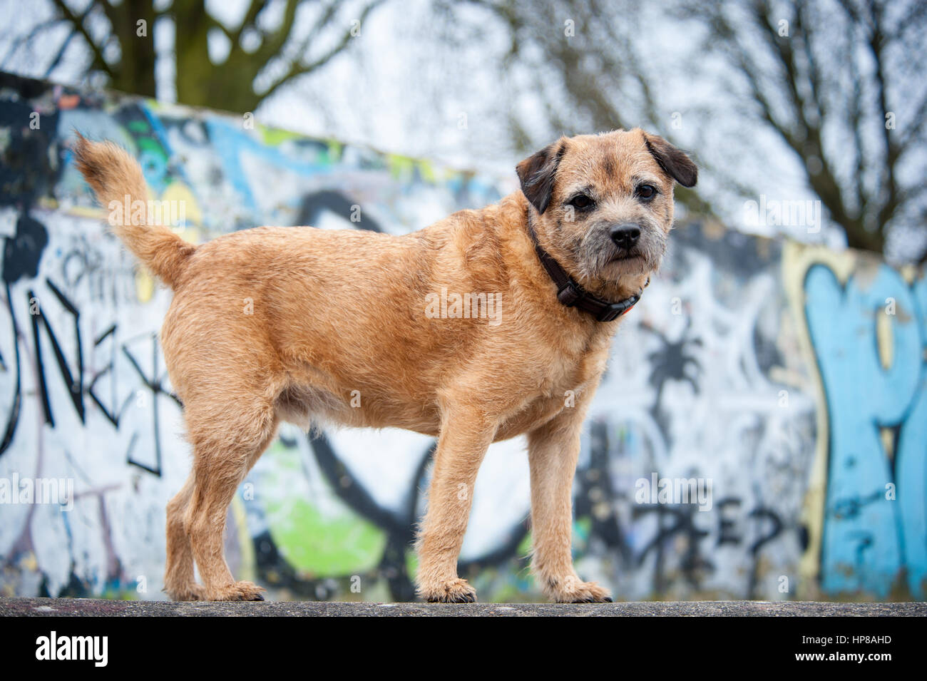 Ein Border Terrier außerhalb im Skatepark Stockfoto