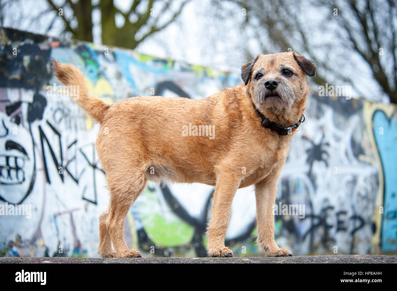 Ein Border Terrier außerhalb im Skatepark Stockfoto