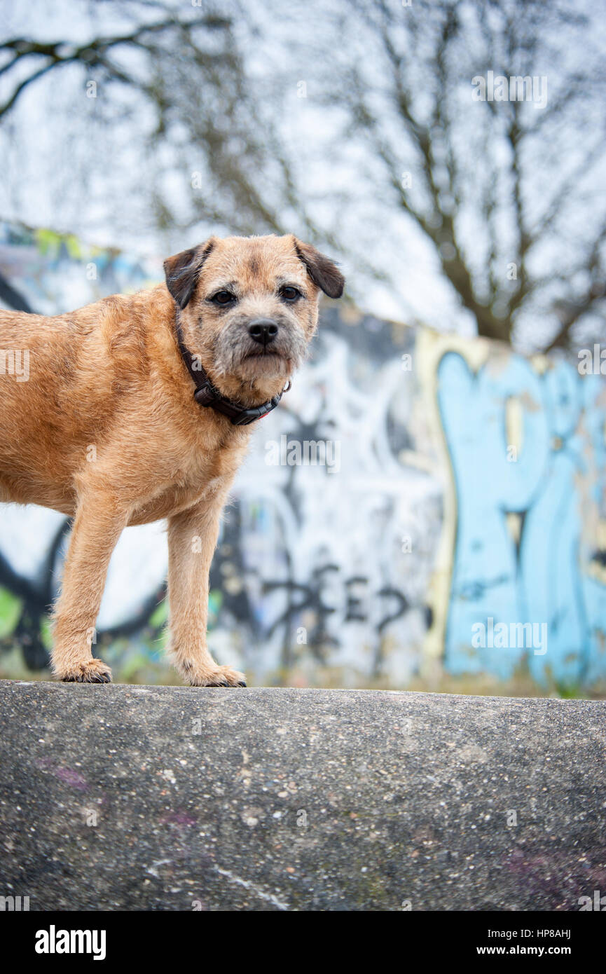 Ein Border Terrier außerhalb im Skatepark Stockfoto