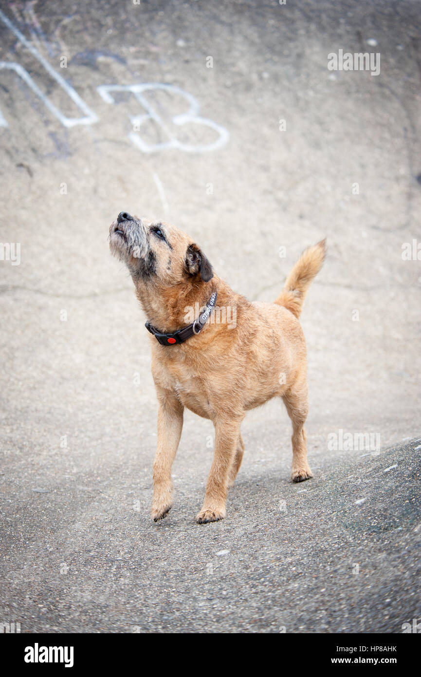 Ein Border Terrier außerhalb im Skatepark Stockfoto
