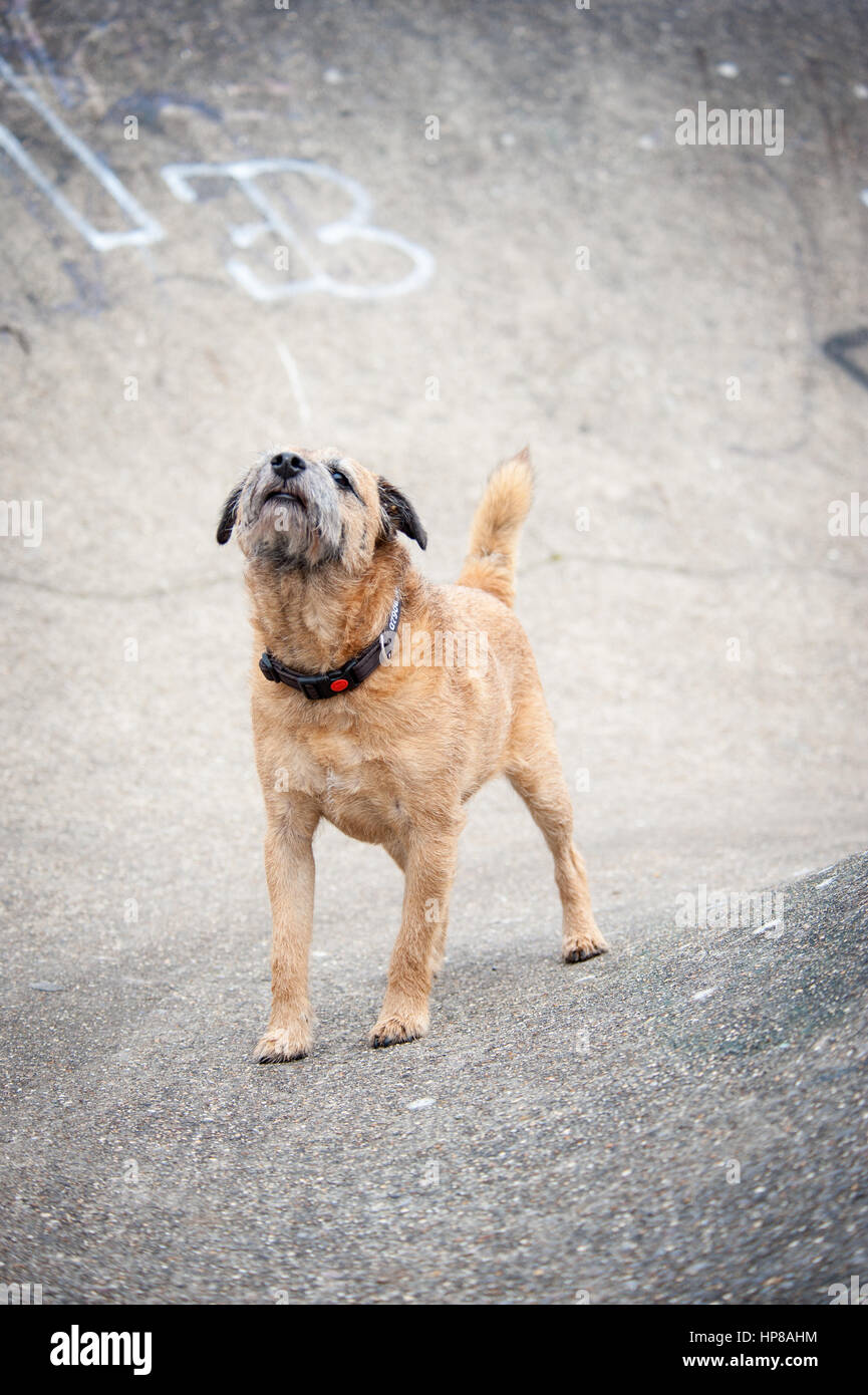 Ein Border Terrier außerhalb im Skatepark Stockfoto