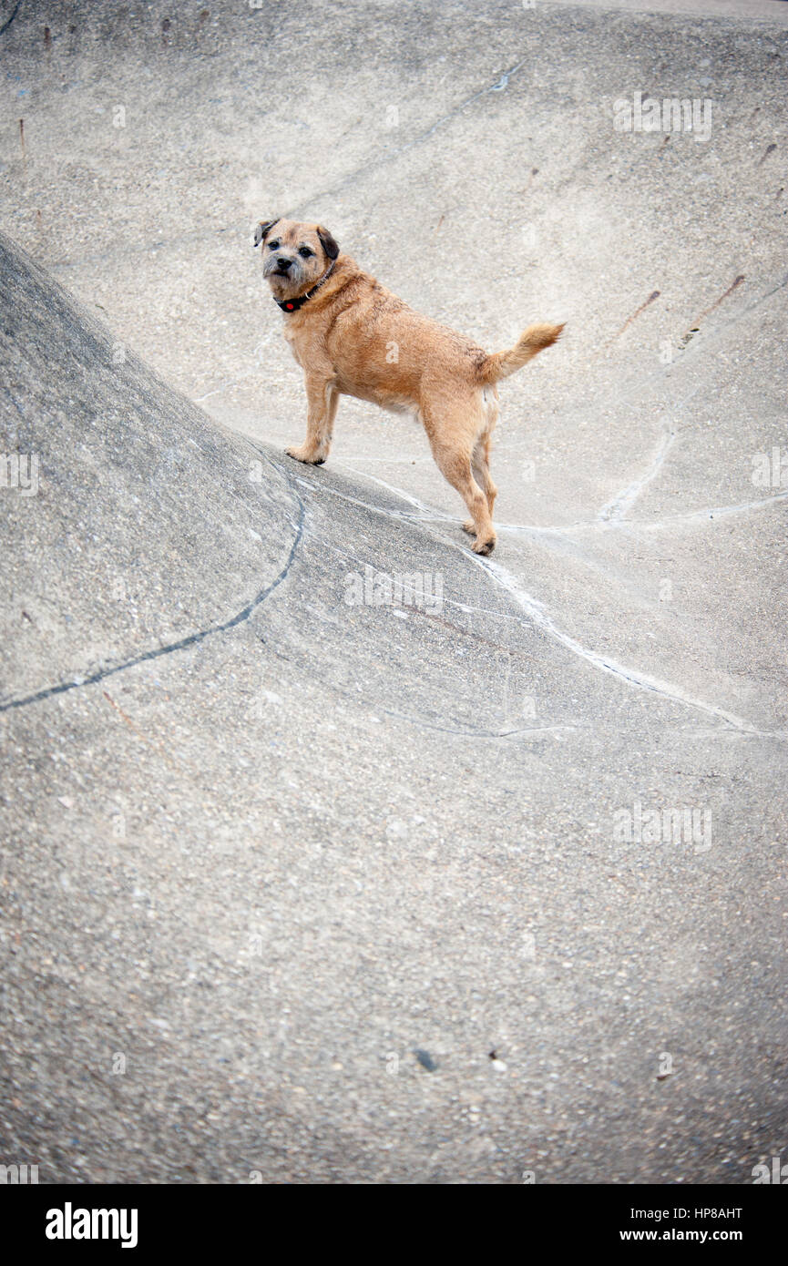Ein Border Terrier außerhalb im Skatepark Stockfoto