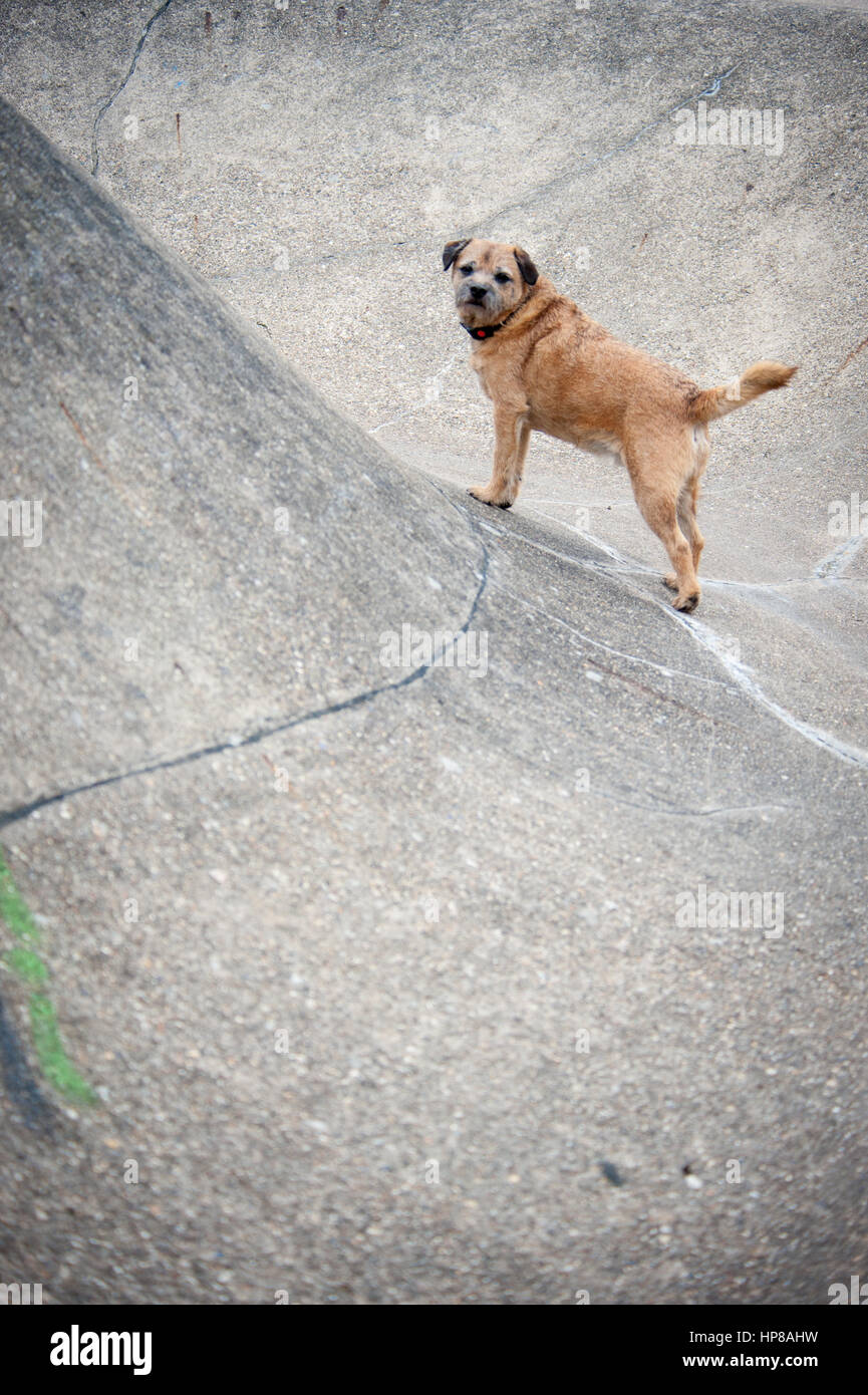 Ein Border Terrier außerhalb im Skatepark Stockfoto