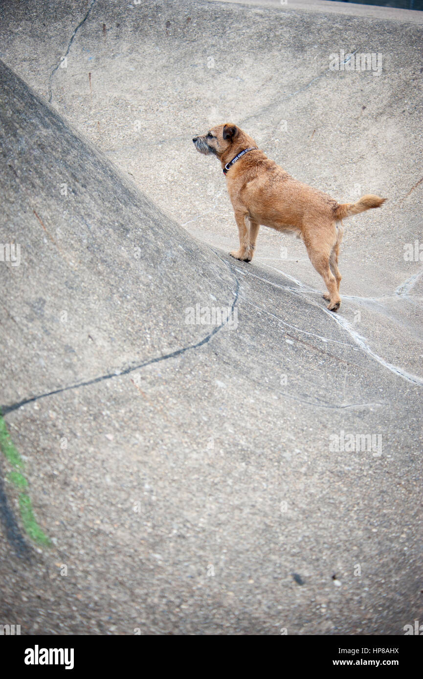 Ein Border Terrier außerhalb im Skatepark Stockfoto