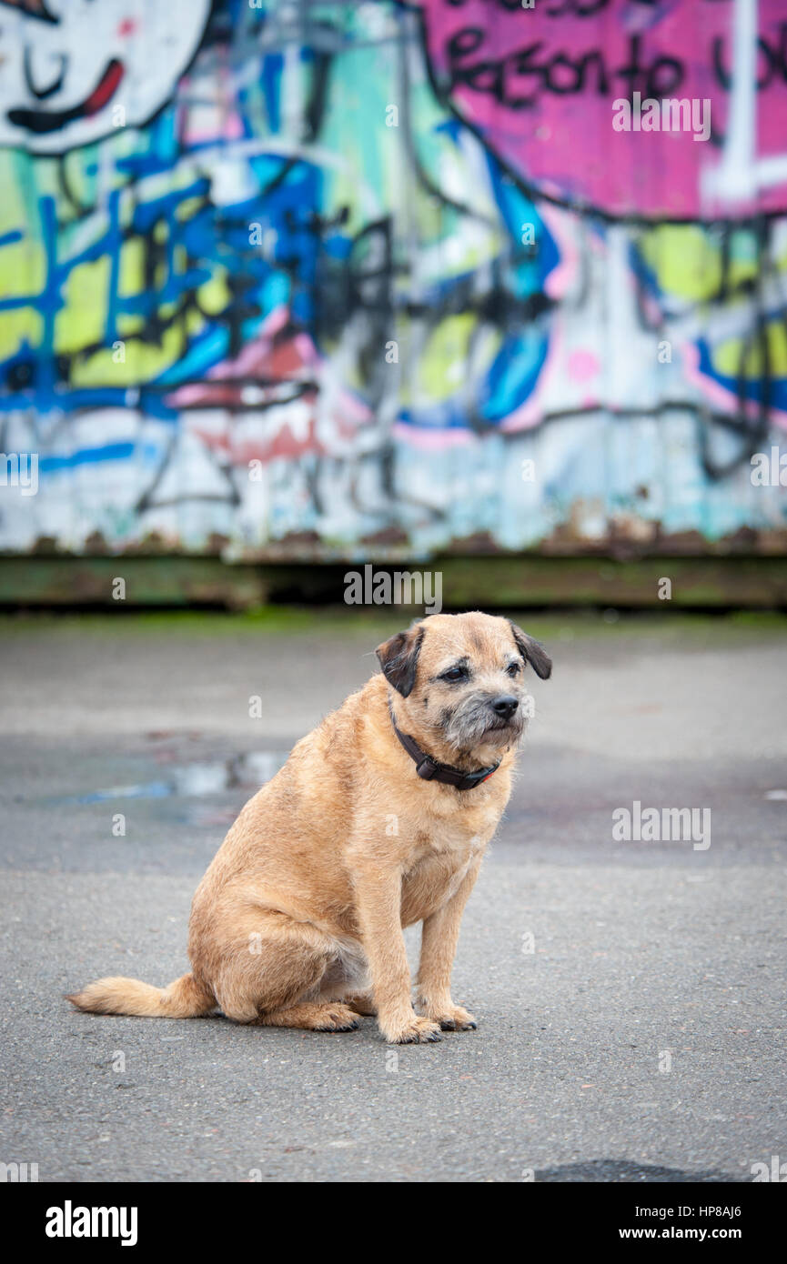 Ein Border Terrier außerhalb im Skatepark Stockfoto