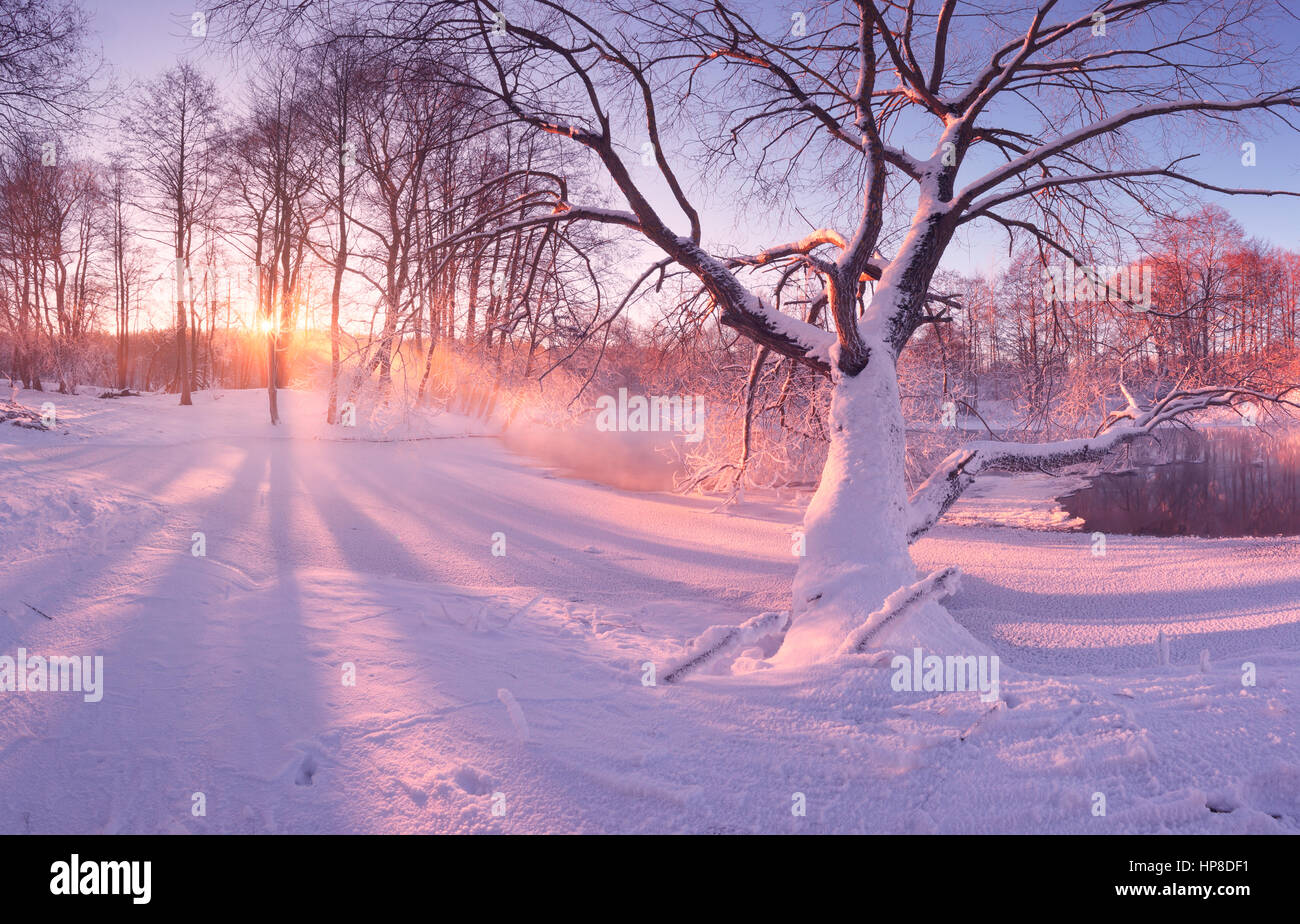 Winter-Sonnenaufgang im Park. Frostigen Bäume im morgendlichen Sonnenlicht. Weißer Schnee auf den Bäumen und am Boden. Hellen Sonnenstrahlen auf weißen Schnee. Schatten der Bäume im Schnee. Stockfoto