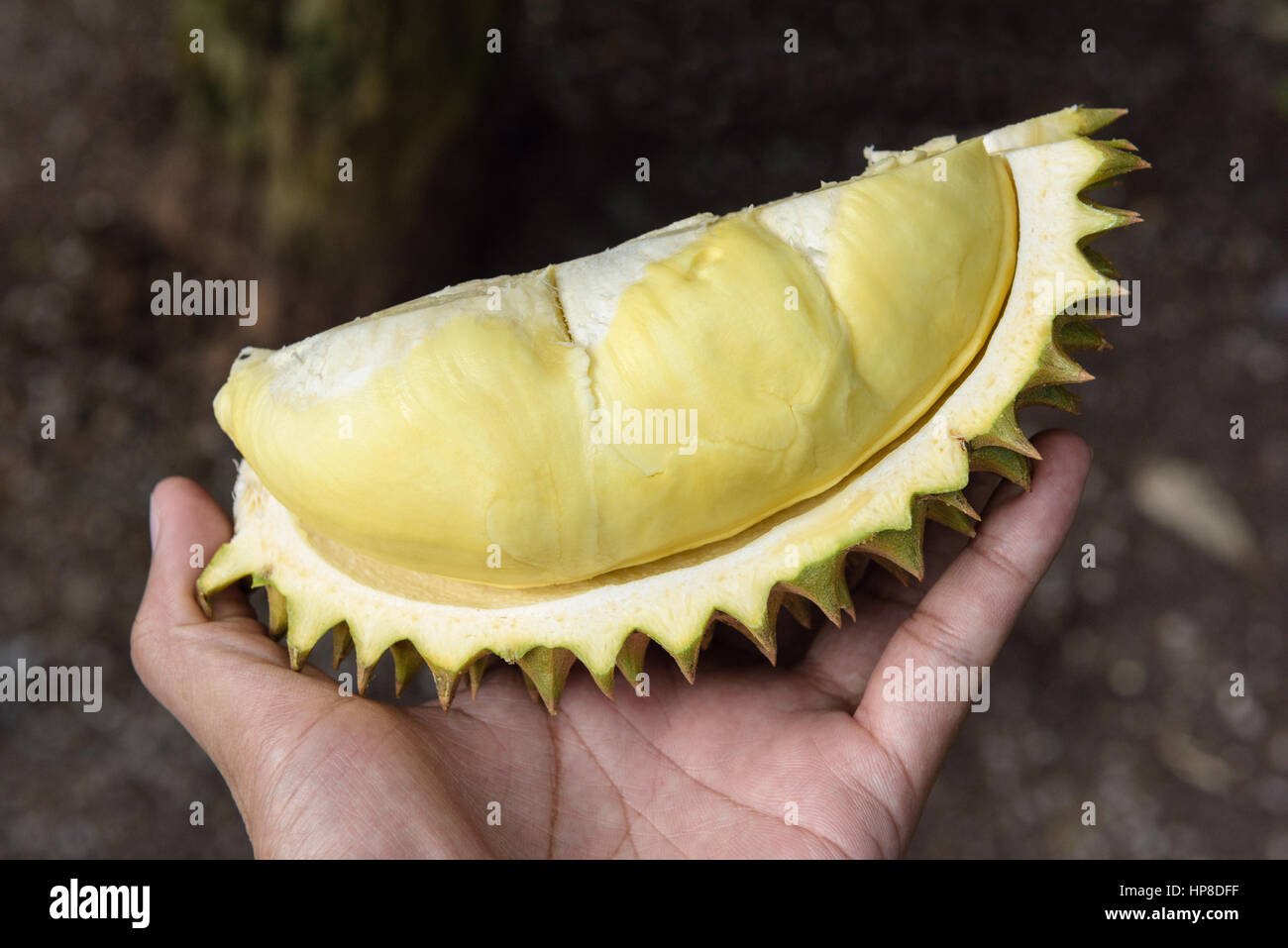 geschälte gelbe Mon Thong Durian in der hand Stockfoto