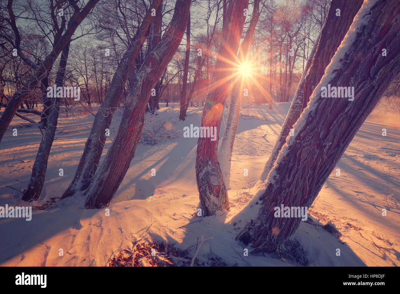 Sonne Scheiße Trog Baum. Winterlandschaft mit Sonnenstrahlen und Linseneffekt. Bunte Winter Hintergrund. Stockfoto