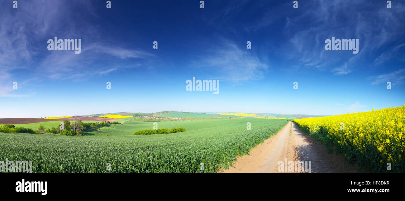 Bunte Frühlings-Hintergrund. Panorama der Blüte Frühlingswiese. Blauer Himmel über dem grünen Rasen. Sonniger Tag in Blüte Feld. Freiraum für Text auf blauem sk Stockfoto