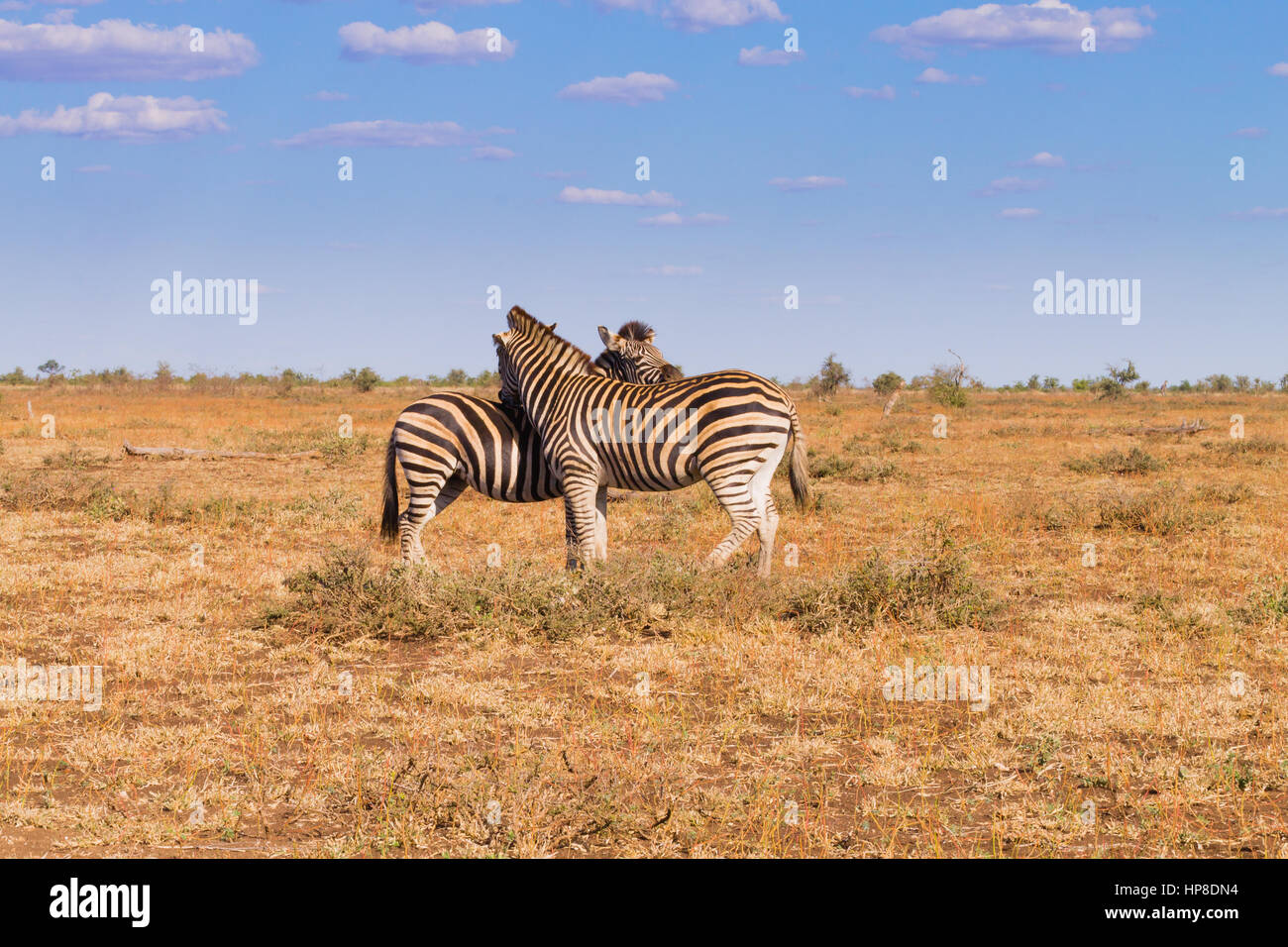 Paar Zebras vom Kruger National Park. Afrikanische Tierwelt.  Equus Quagga. Südafrika Stockfoto