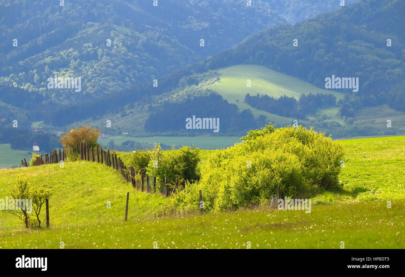 Sonnenschein am grünen alpine Hügel. Schönen Sommertag in Alpen. Sommer-Berglandschaft. Grüne Sommer Hintergrund. Stockfoto