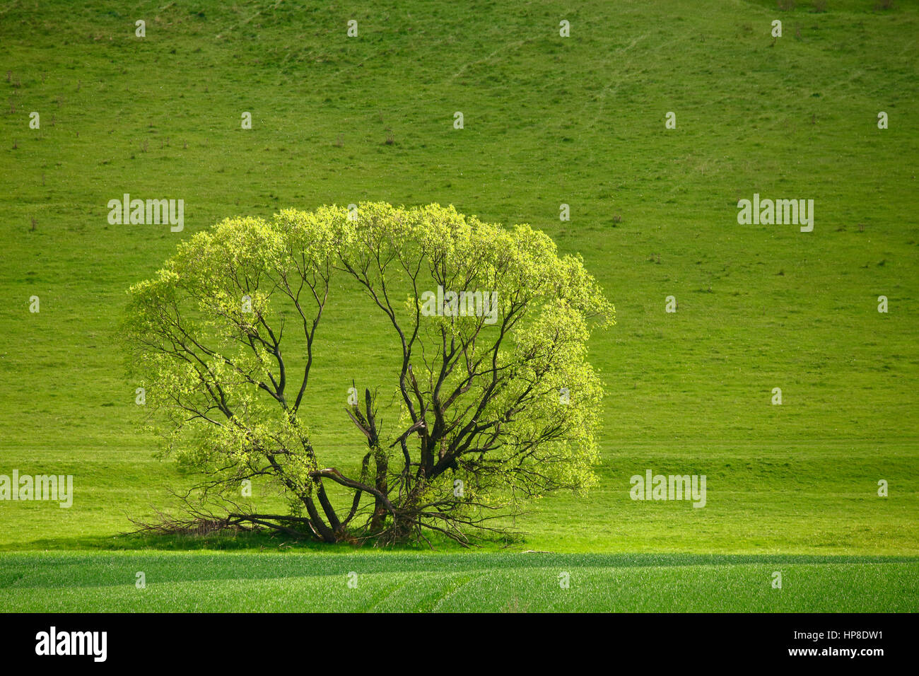 Ein grüner Baum auf Wiese. Frühling Sättigung Landschaft. Baum auf grünen Rasen Hintergrund. Freiraum für Text auf grünem Hintergrund. Stockfoto