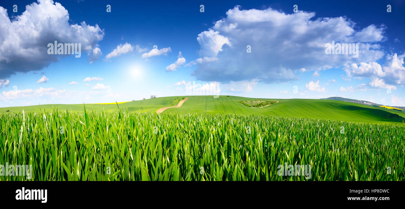 Grünen Wiese an einem sonnigen Tag. Blauer Himmel mit weißen Wolken über Weizenfeld. Strahlende Sonne beleuchten Frühlingswiese am Morgen. Schönen Frühling backg Stockfoto