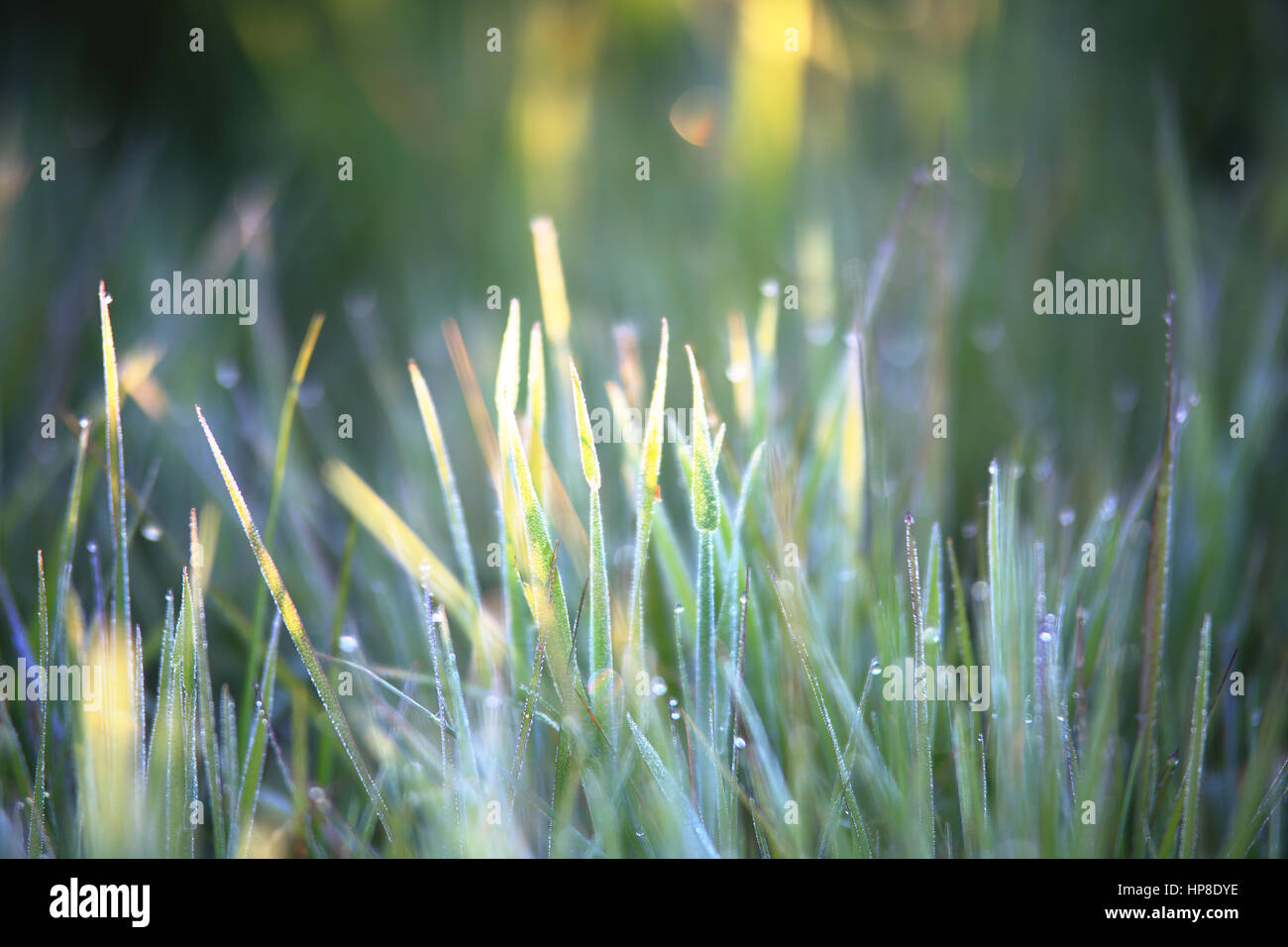 Tau auf dem Rasen am Morgen. Nahaufnahme des Grases mit Tau. Gräser mit Tau auf sonnigen unscharfen Hintergrund. Tau auf Frühjahr Rasen in Morgen Sonnenstrahlen. Stockfoto